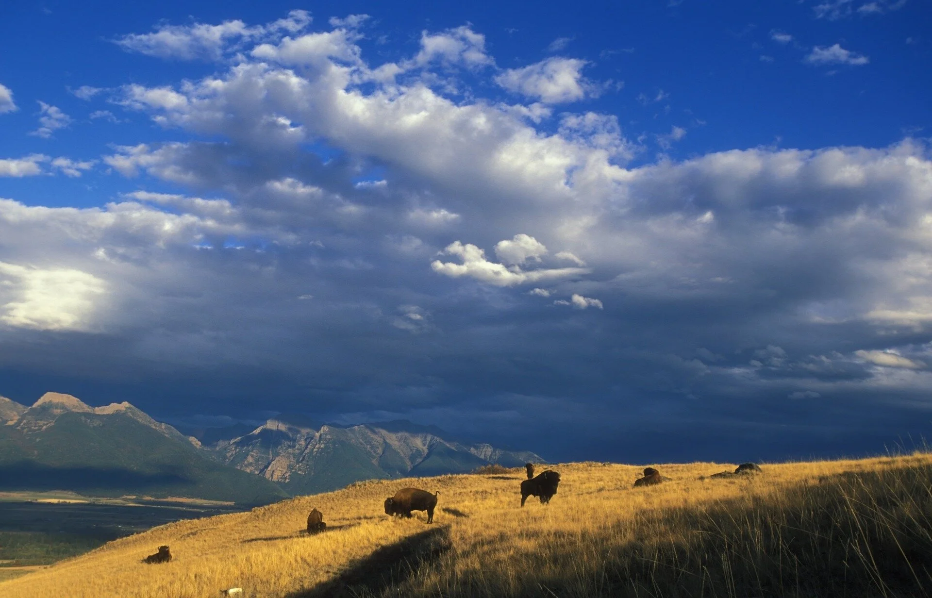 buffalo-1665331_1920.jpg