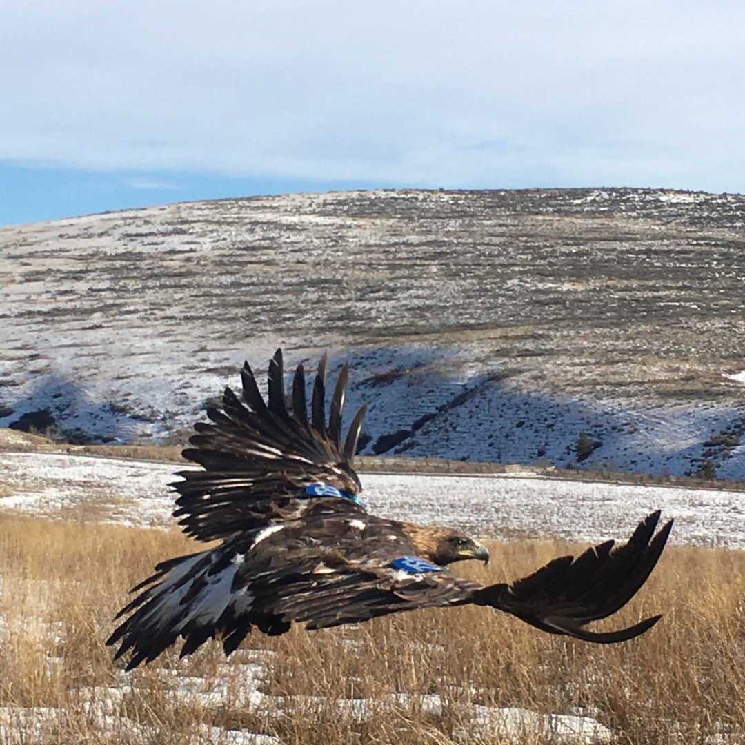 Golden Eagle Learning Experiences