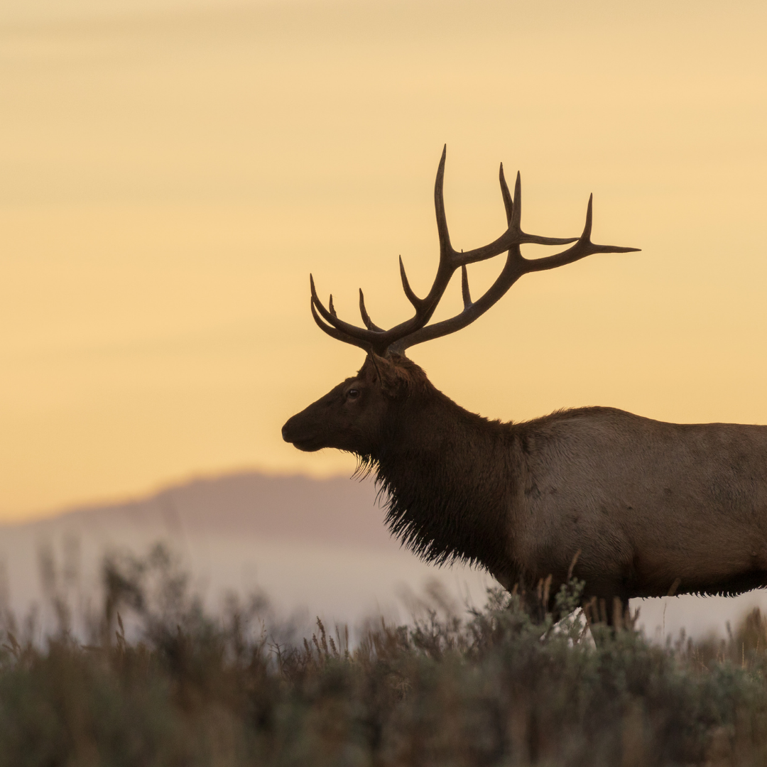 Elk Learning Experiences