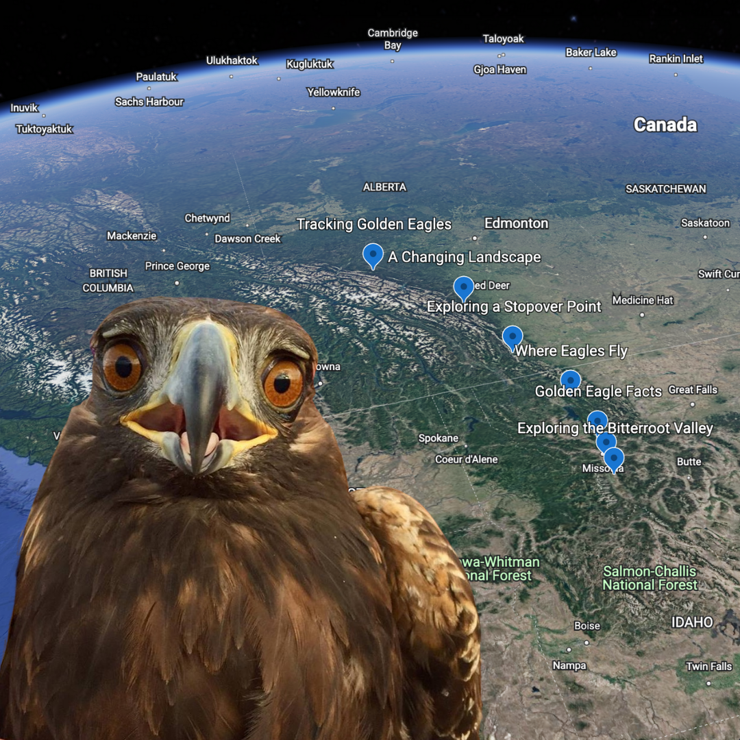 Golden Eagle Migration with Google Earth