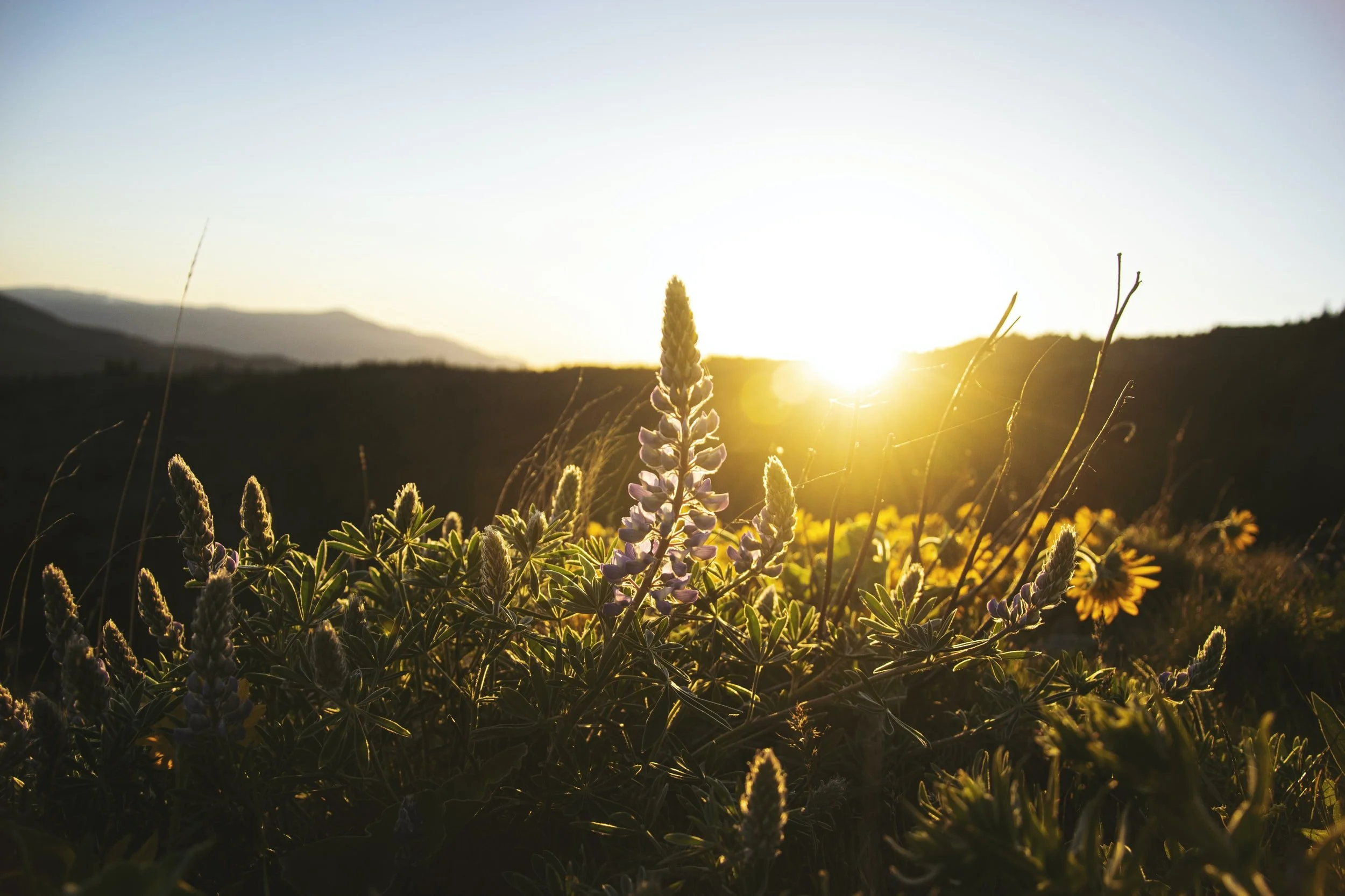 unsplash-image-pHlFLbui5D8.jpg