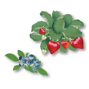 berries.jpg