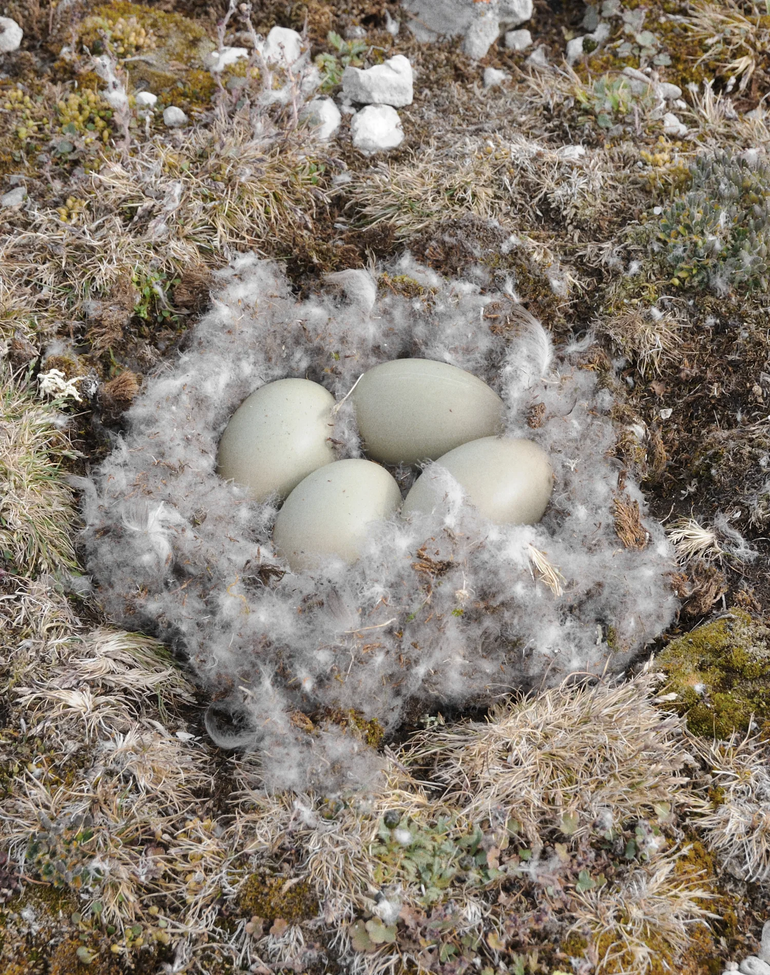 Eiderdown