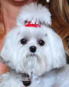 Coco "Chanel" McNeese