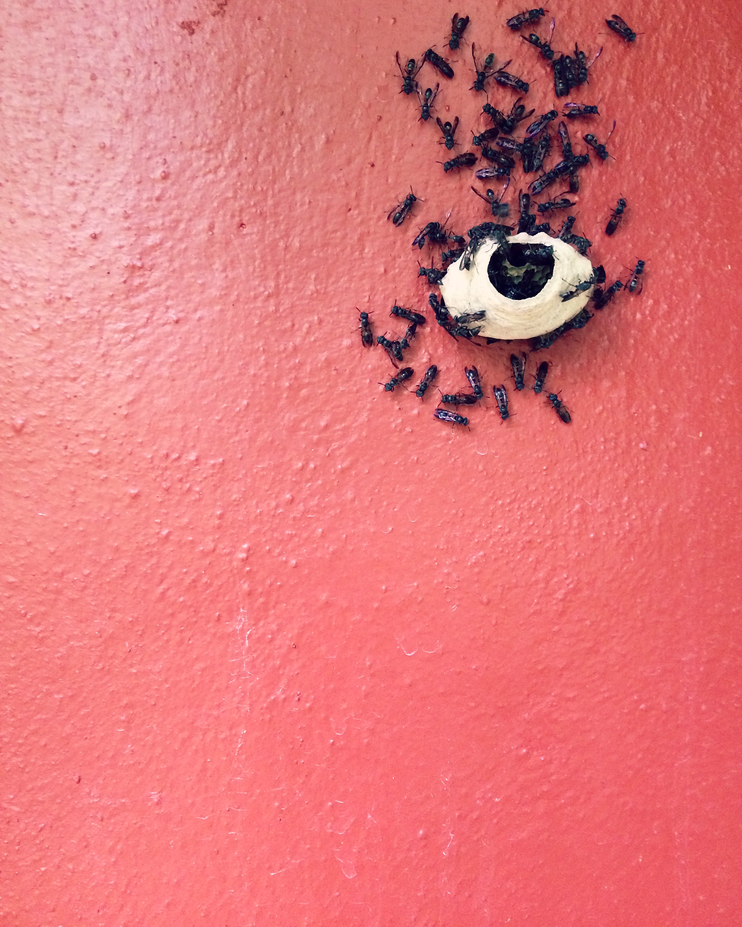 Image by Deborah Liao. Wasps, Costa Rica, November 2015.