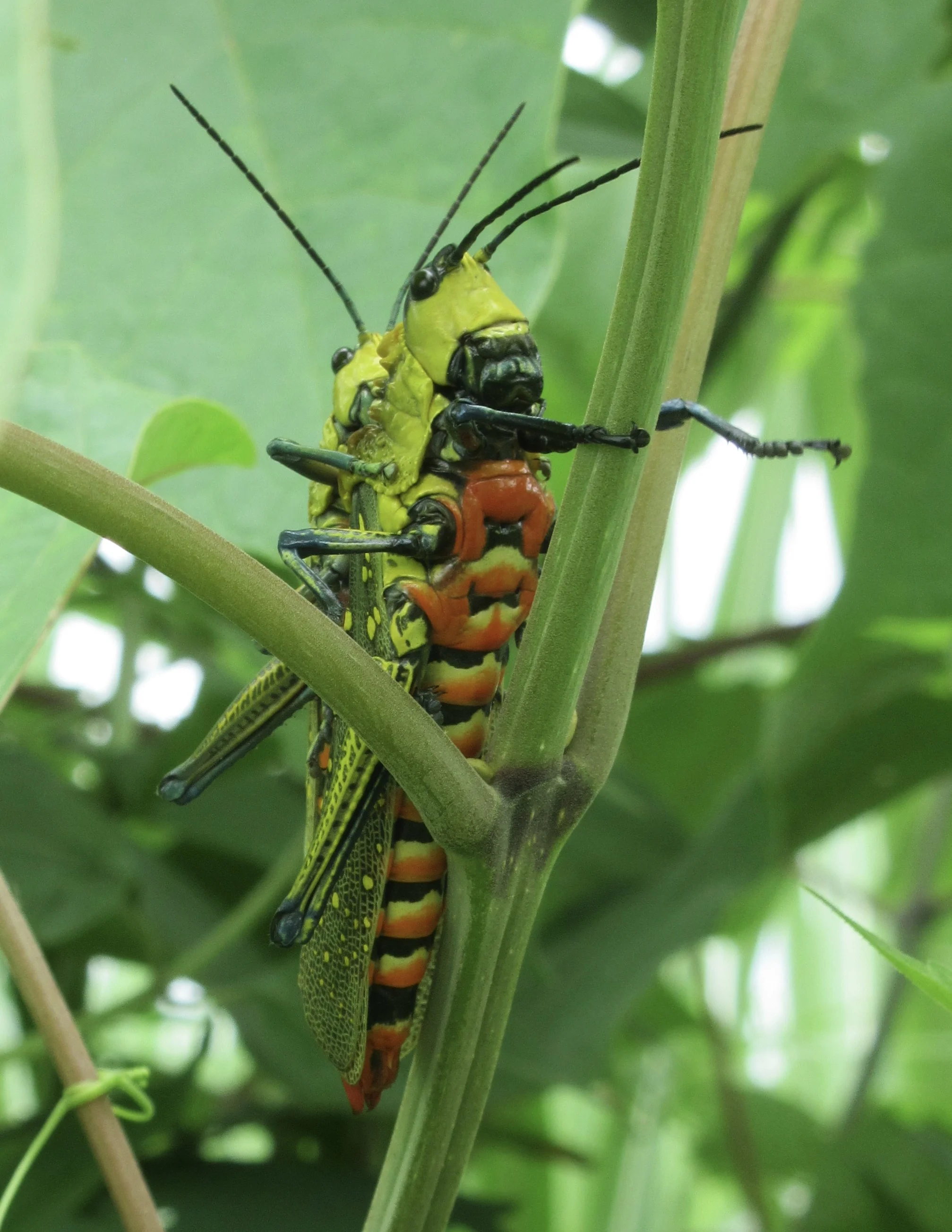 Image by Deborah Liao. The most massive grasshoppers I've ever seen mating in Nyaung Shwe, Myanmar. The female is bigger than the male and literally about as long as an index finger and thicker.