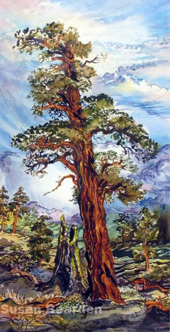  Incense Cedar at Lava Beds&nbsp;CA Watercolor by&nbsp;Susan Bearden 21" x 35" framed 