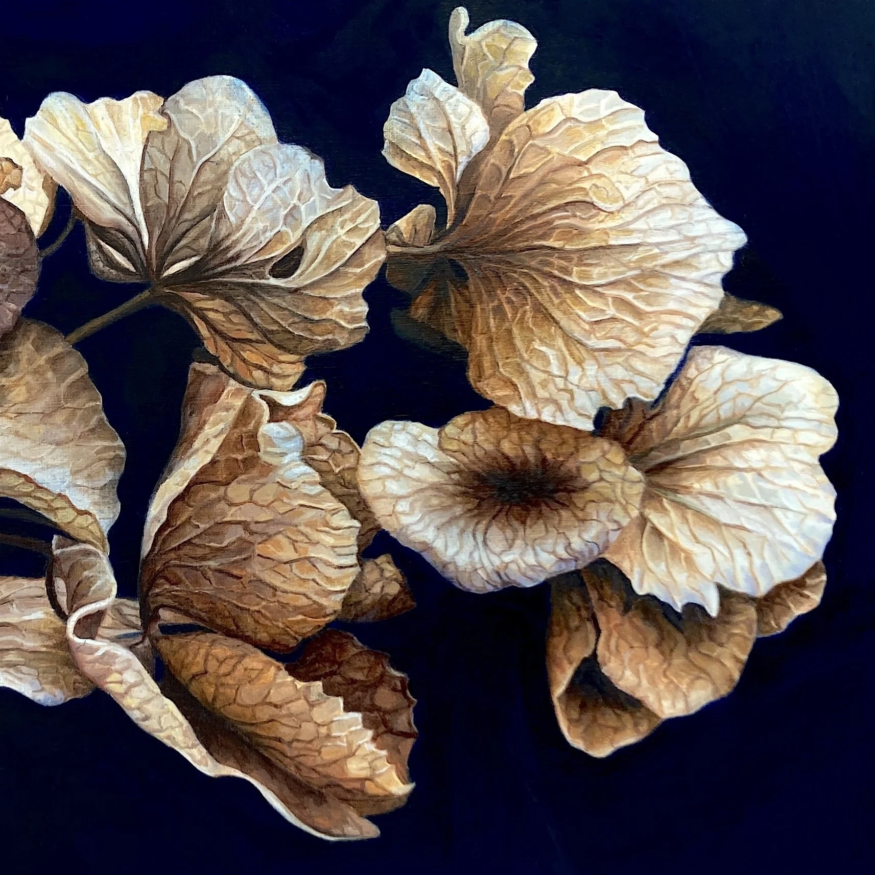 Skrzynski_jackie_DriedHydrangea - Jackie Skrzynski.jpeg
