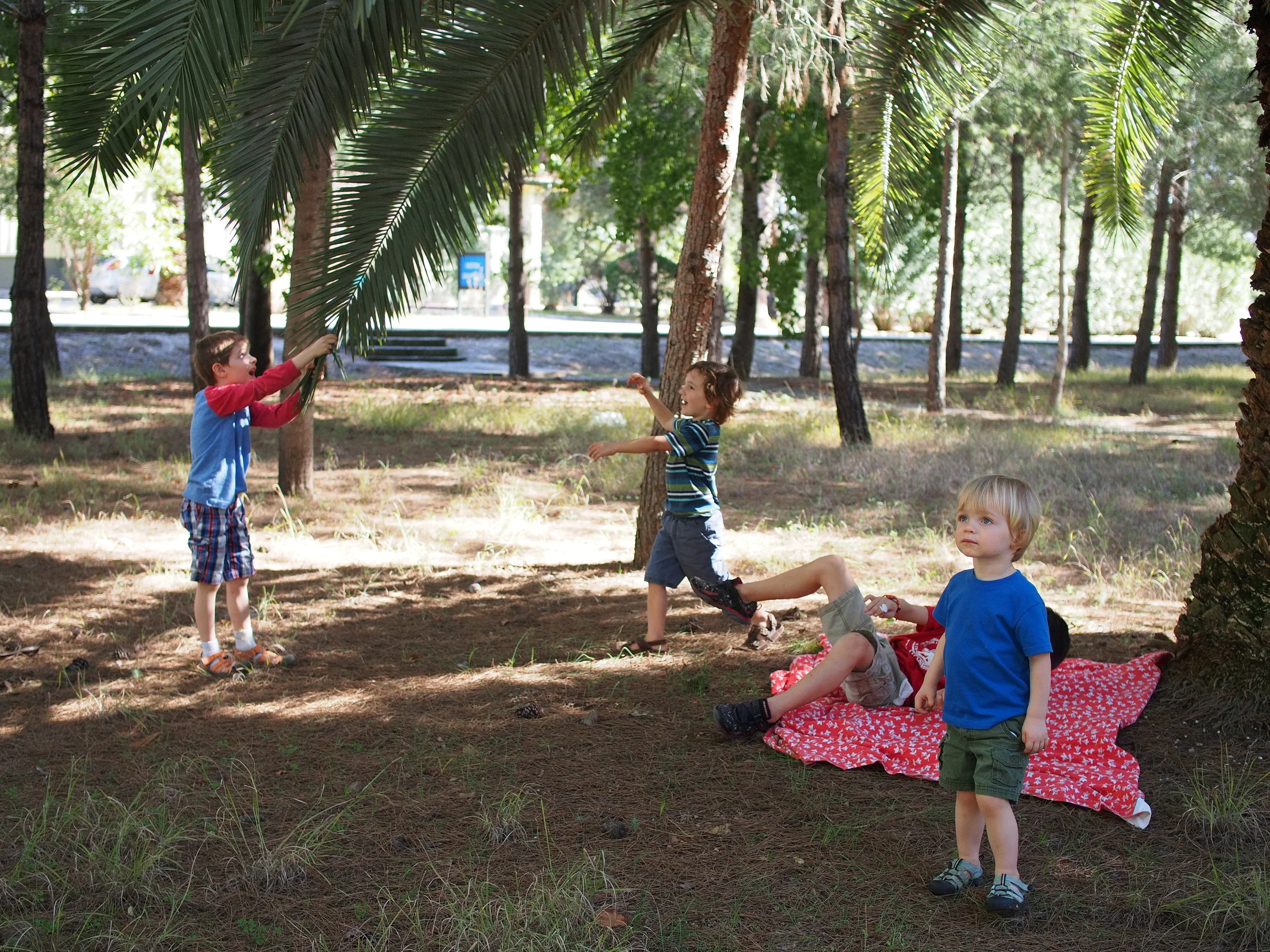 a picnic in the "forest"