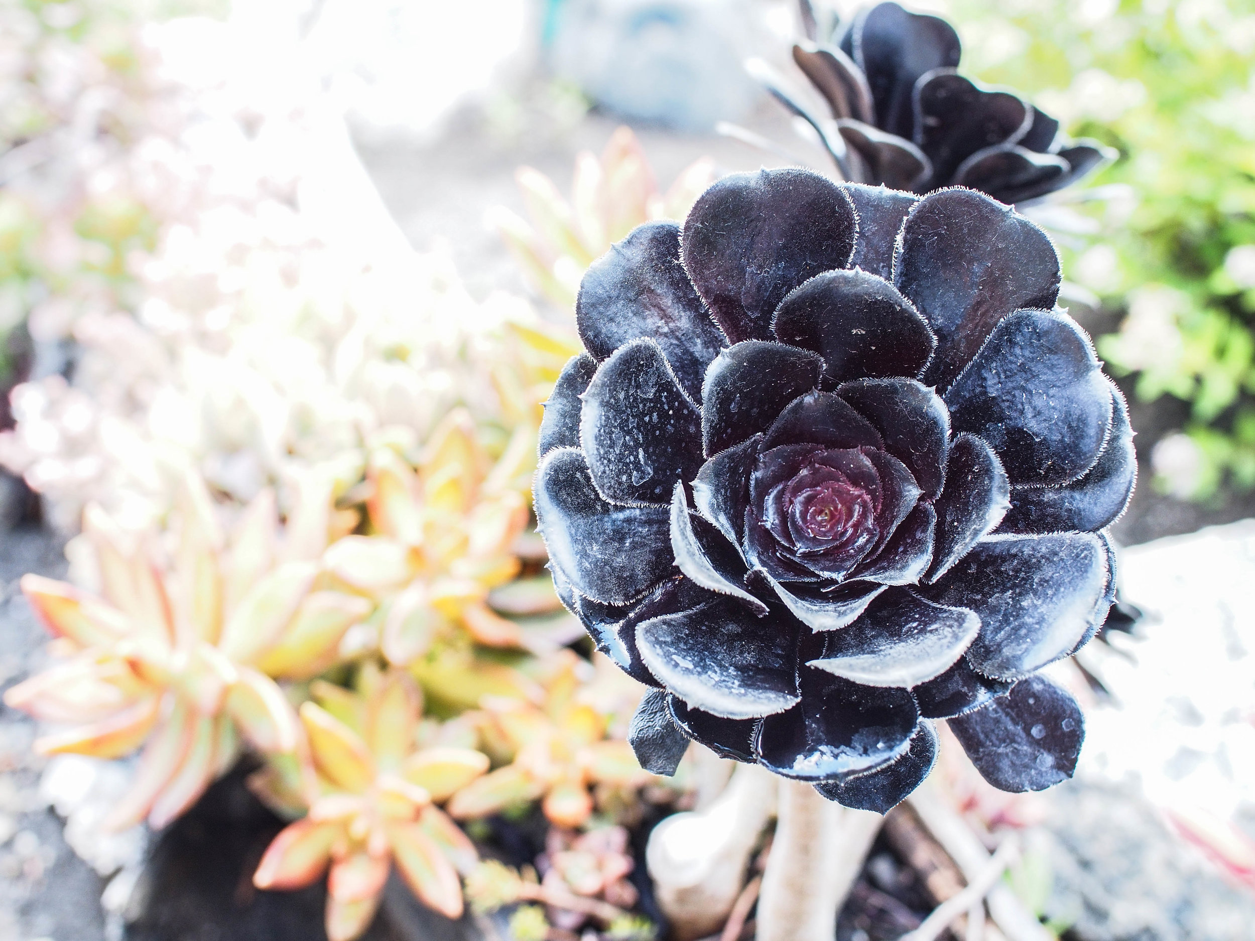 a black succulent!