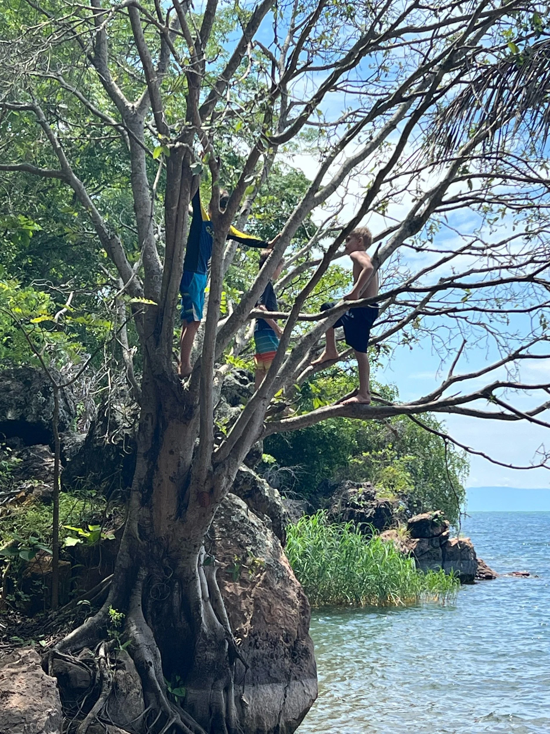 Tree Climbing 101 by the lake