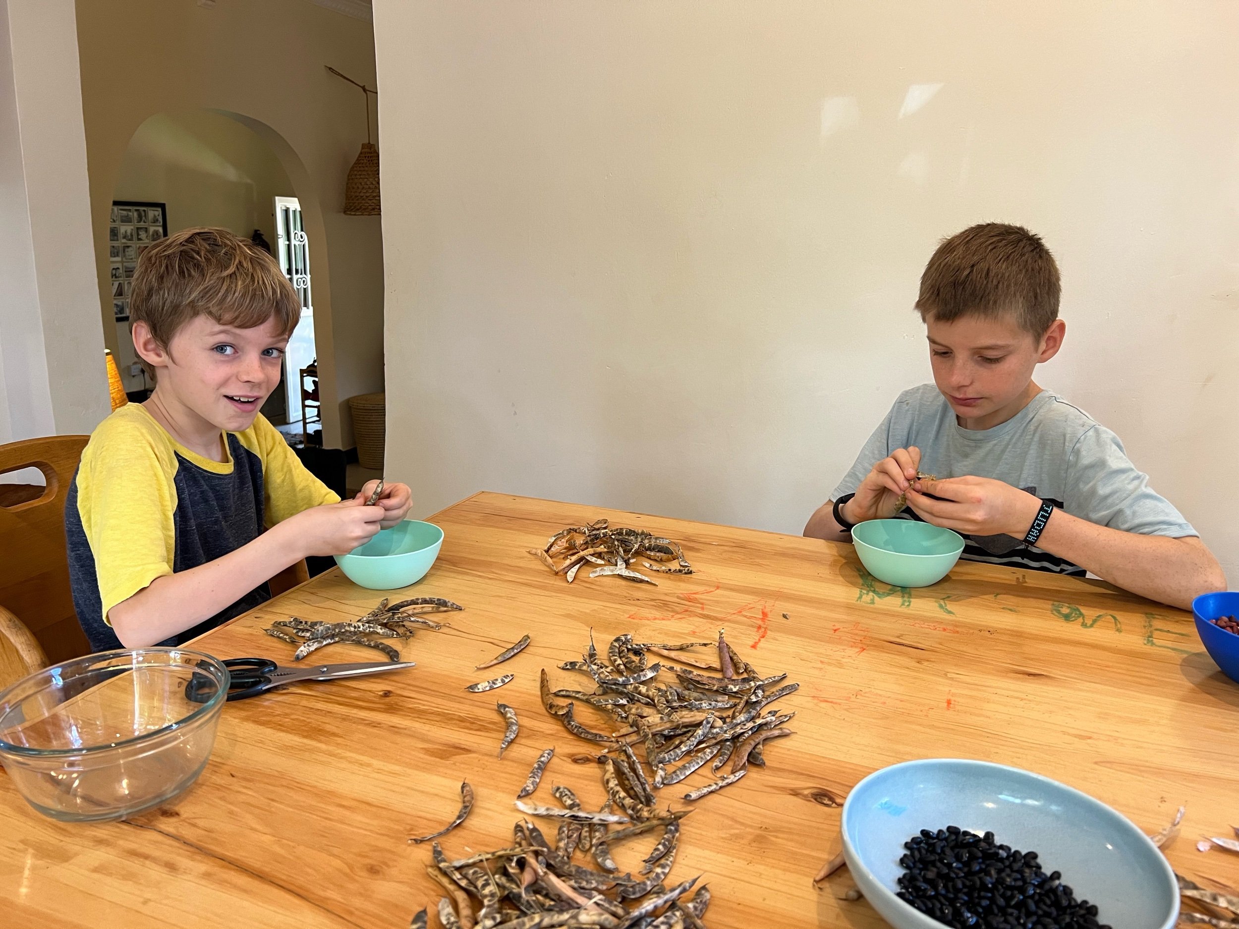 Shucking homegrown black beans
