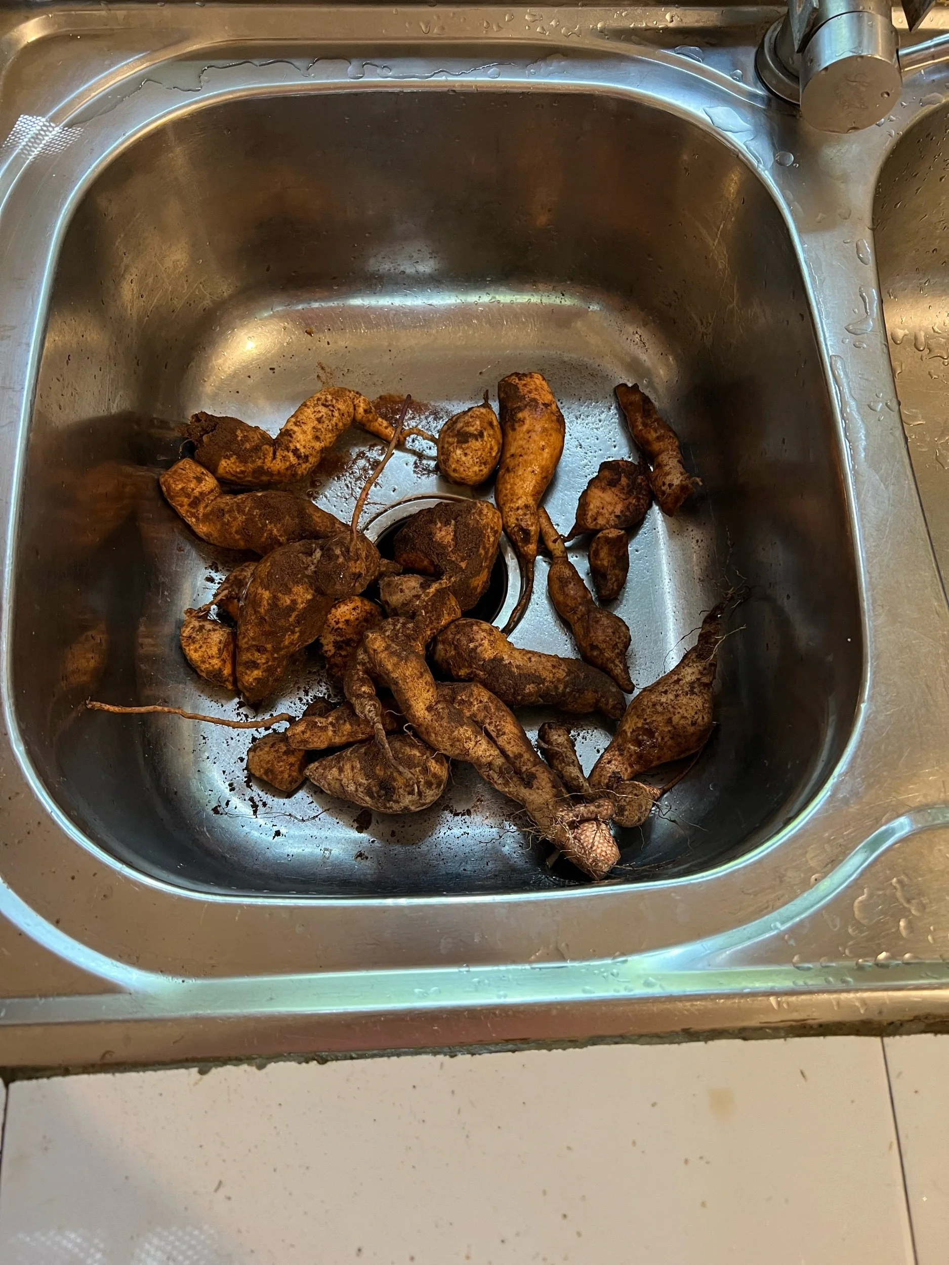 Puny Potato Picking, 200