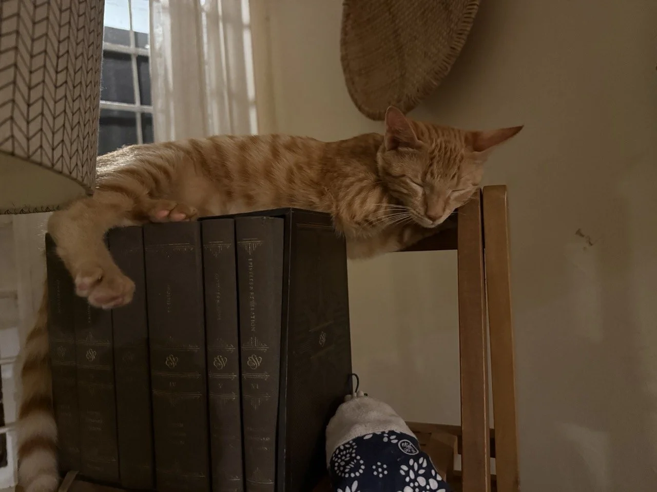 One of the new cats on her perch