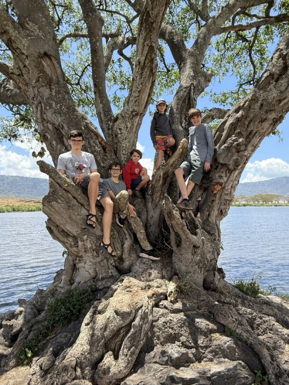 Cool old Serengeti tree