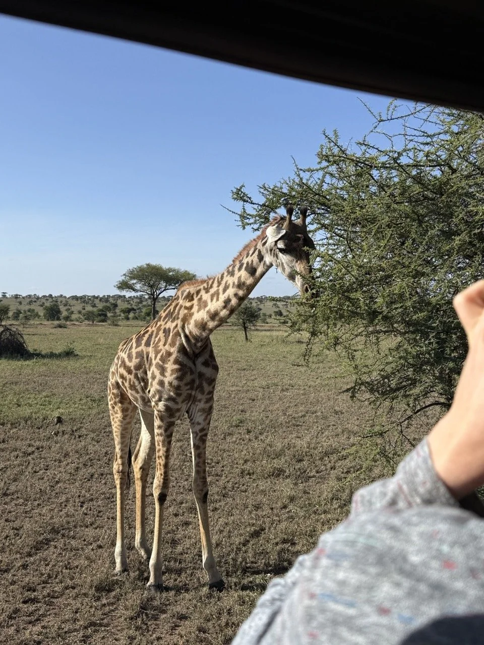 We love the giraffes