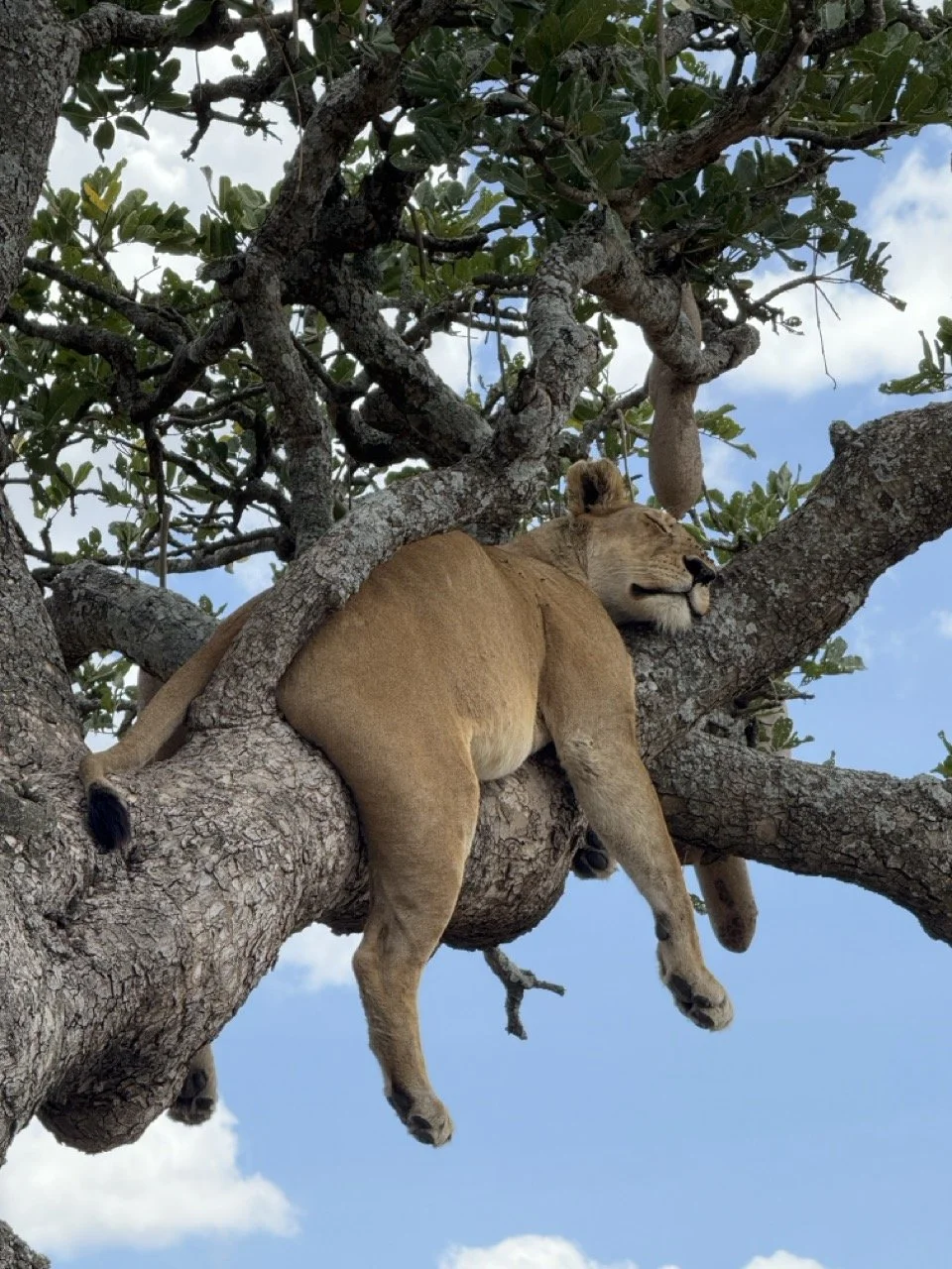 Looks like Josh on Sunday afternoons