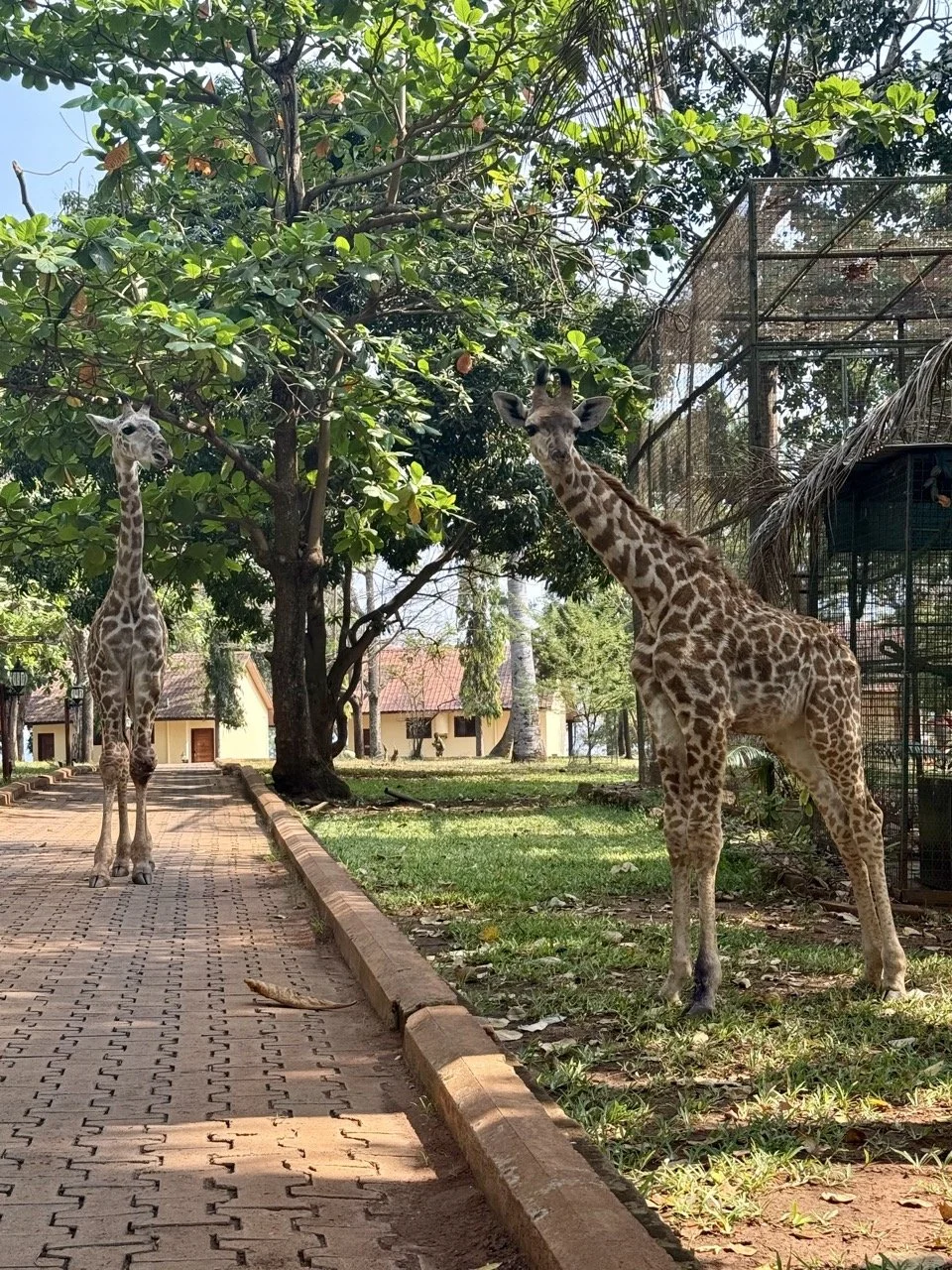 A local hotel got two young giraffes!