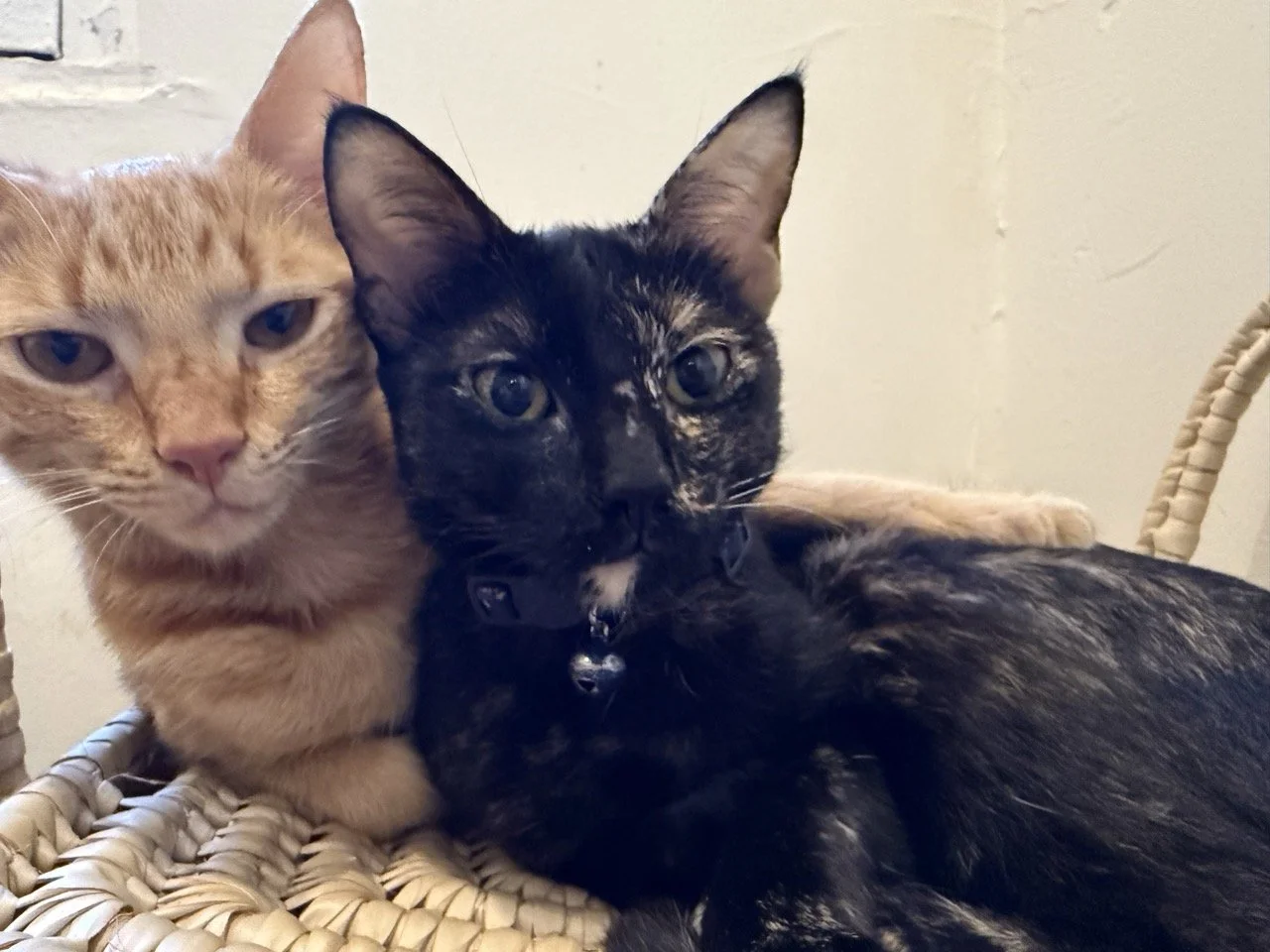 Mabel and Millie are growing!