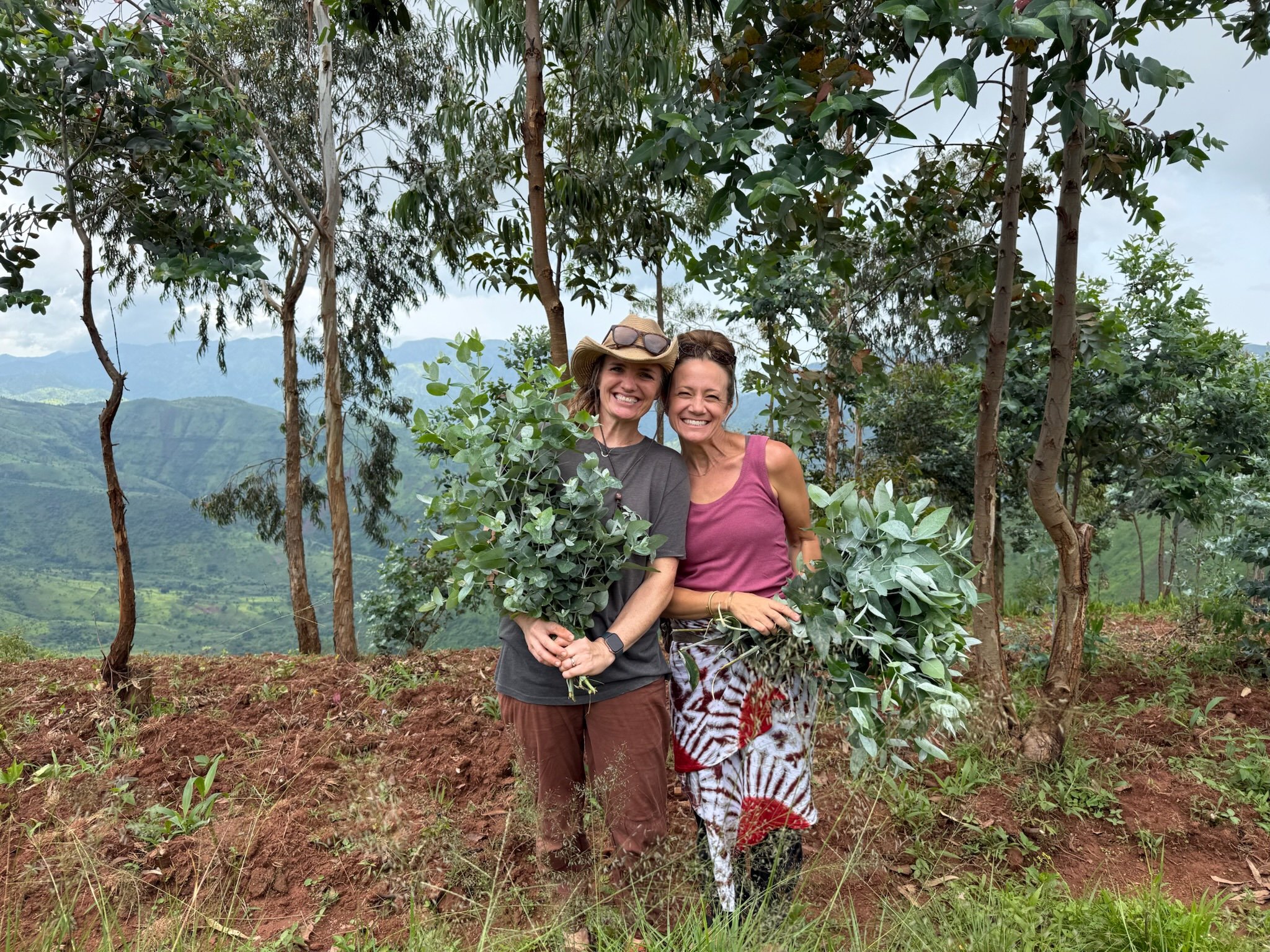 The mama's found eucalyptus