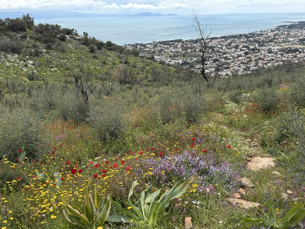 Wildflowers above Marathon