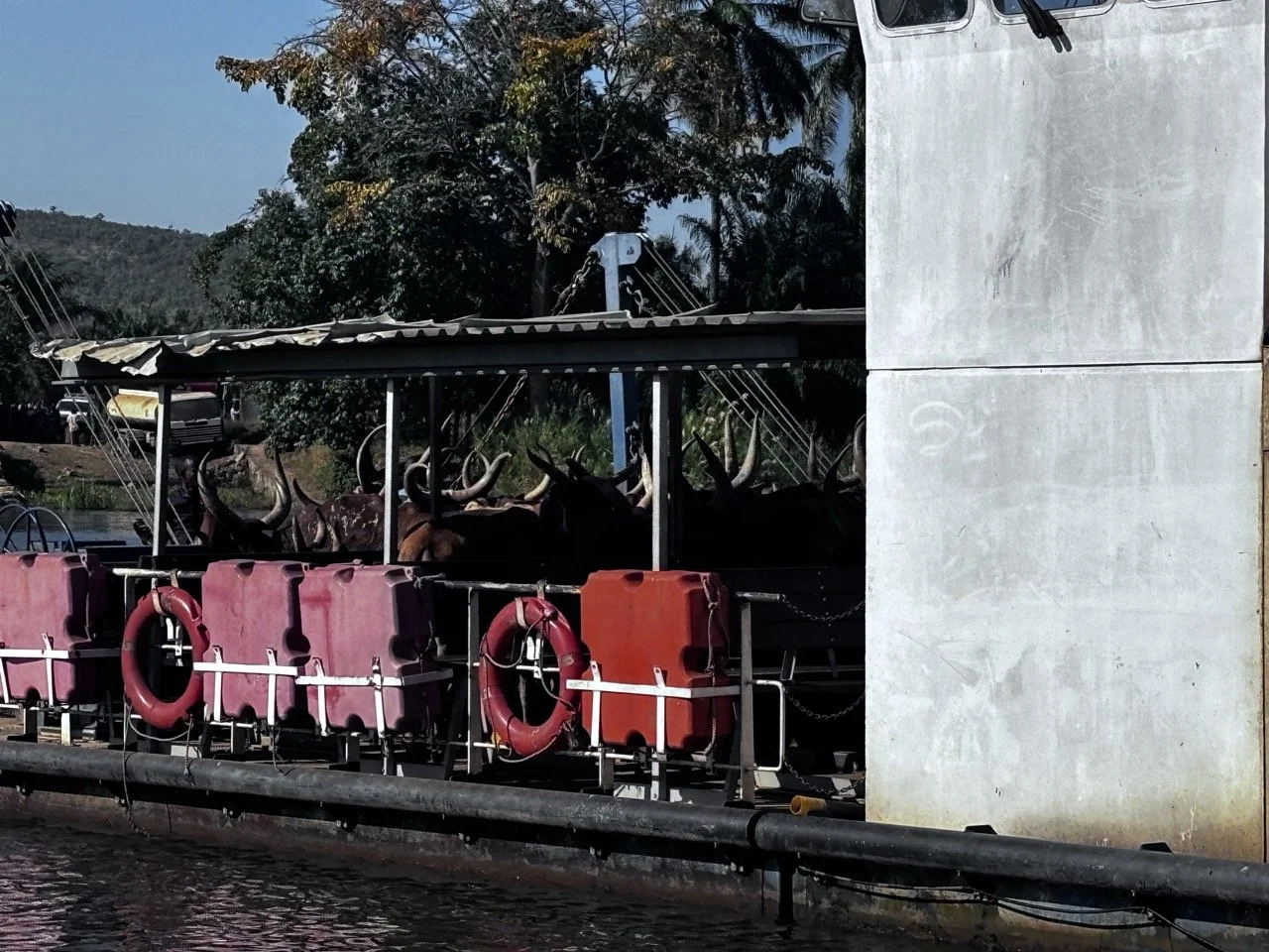 Cows on a ferry