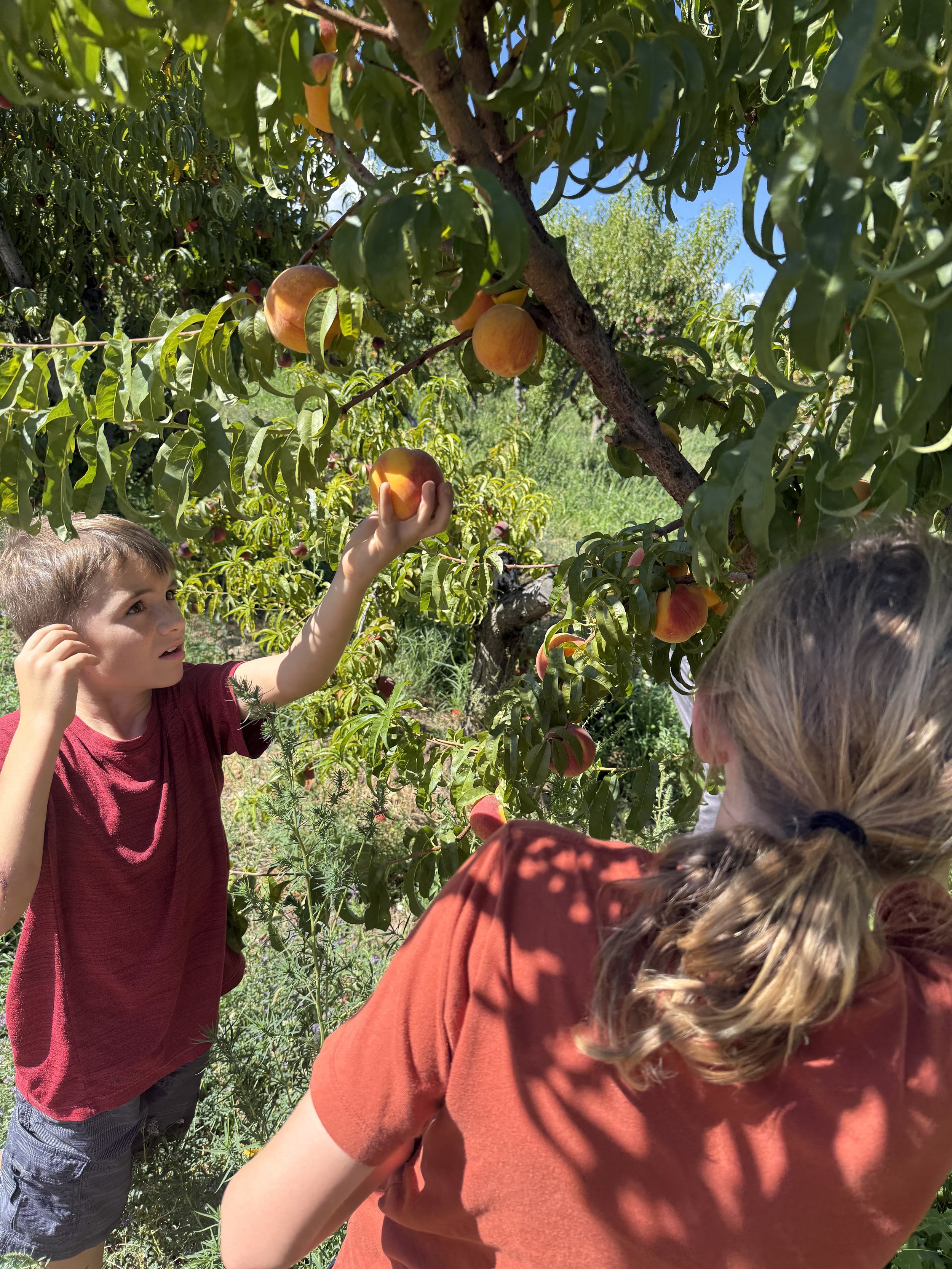 Palisade peaches are legendary for a reason