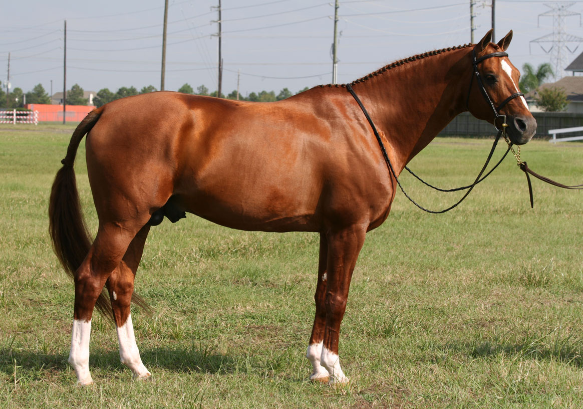 Shine, enrolled stallion owned by Texas Hunter Breeding sponsor and enrollee Olde Oaks Farm.