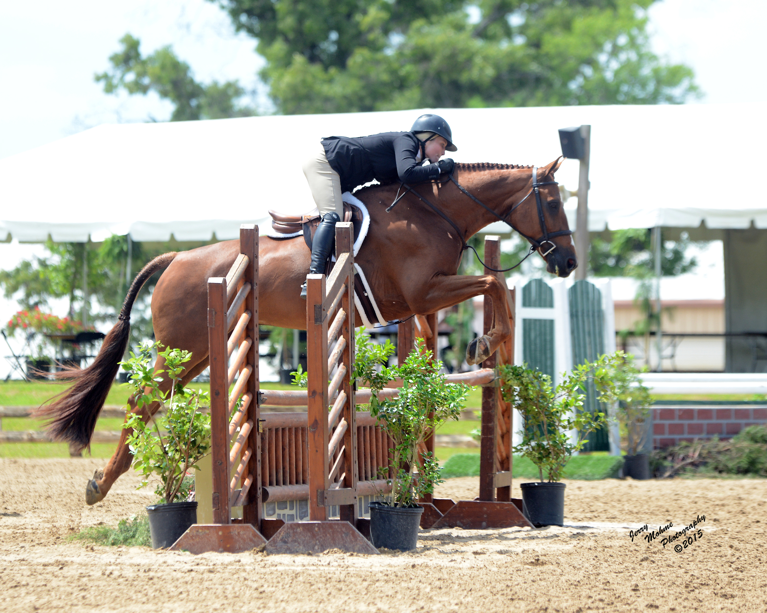 Harley , son of Cabana. 2014 Texas Pre-Green Final Championship Reserve Winner!