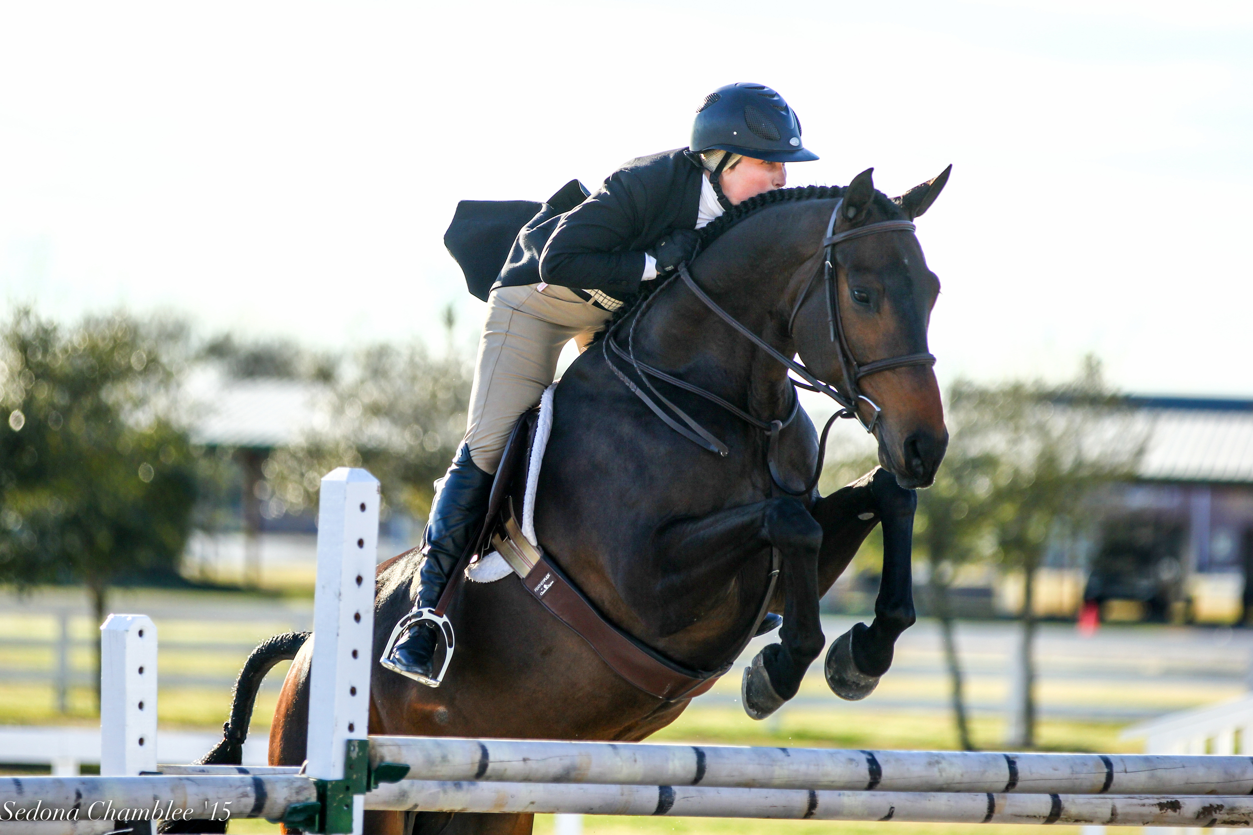 Linus , 16.1 h six year-old gelding, full brother to Harley. Owned by Haley Redifer, Champion at many shows in the First Year and Junior Hunters.