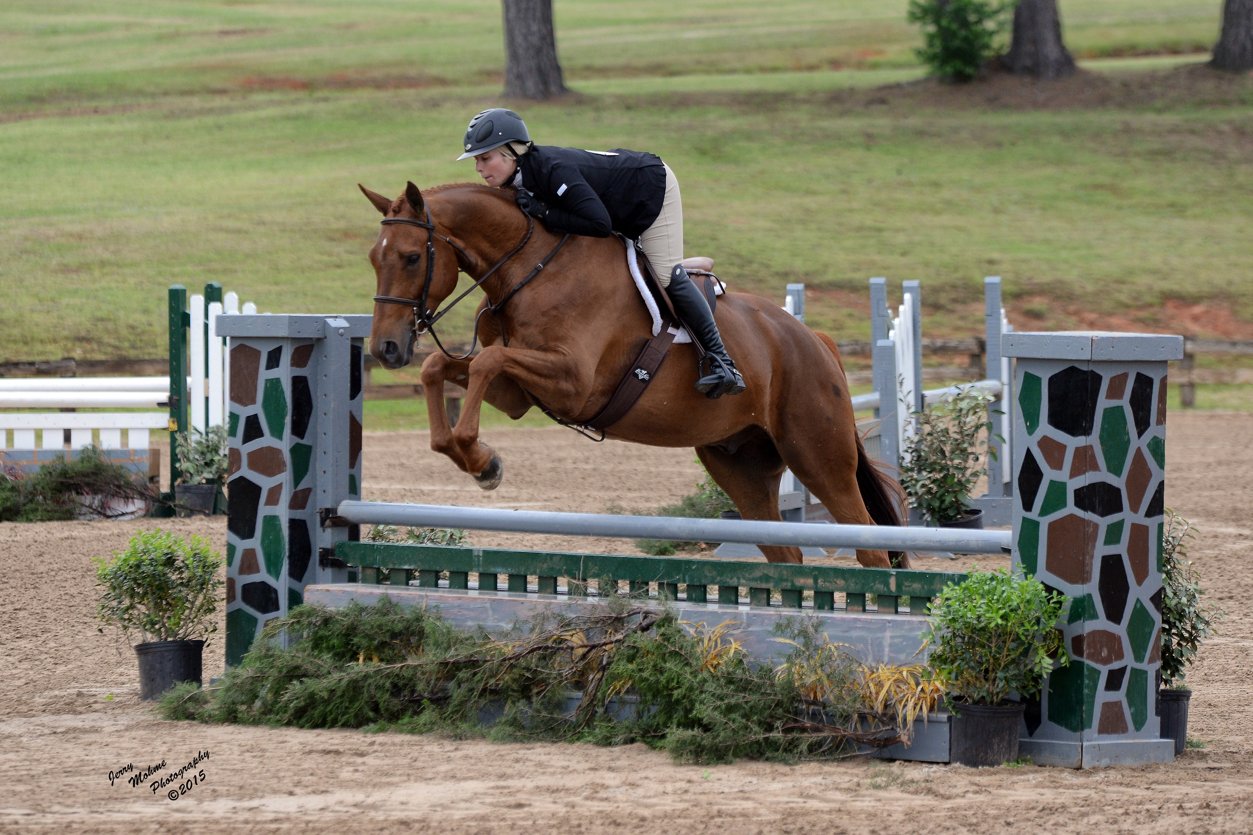 Jackson , 17 h seven year old gelding, out of thoroughbred mare Ms Mississippi. Just started showing in 3' Pre-Green.