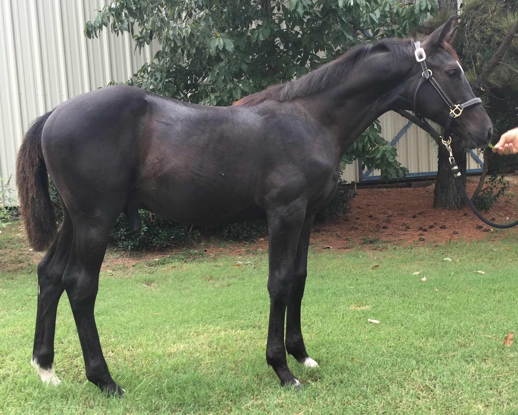 Weanling colt sired by Cabana and out of Speak Up.