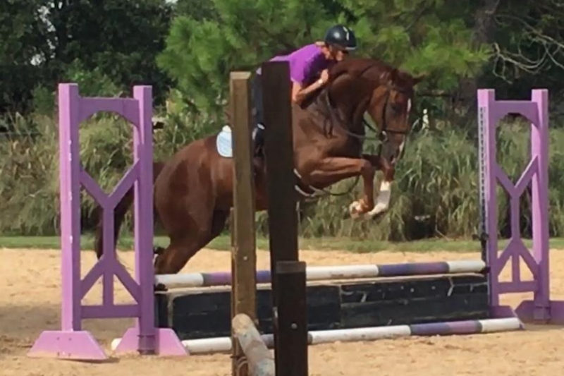 Wise Up , 3 year-old mare by Cabana and out of Speak Up, coming along nicely in training!