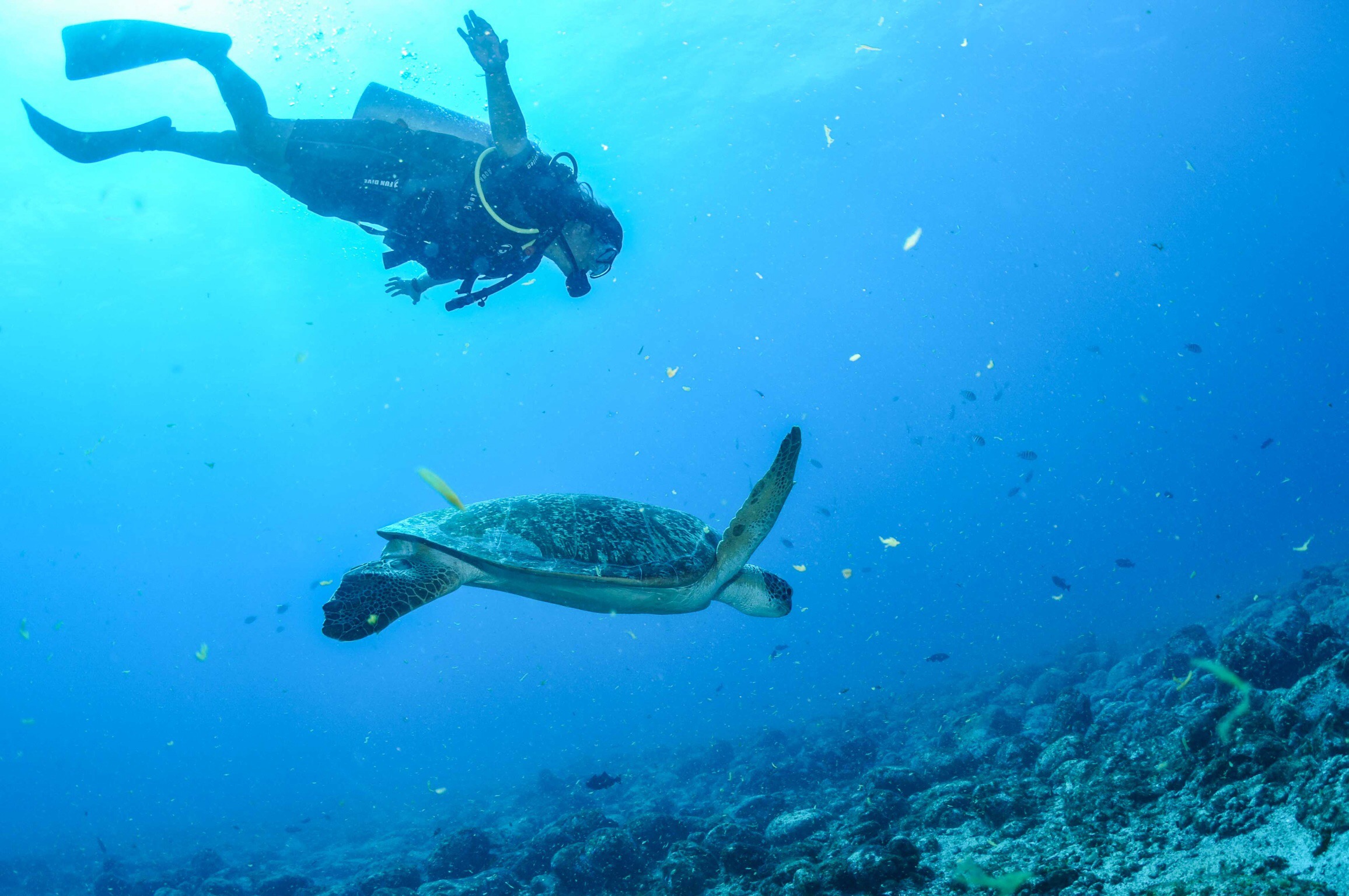 Momento mágico durante o mergulho feito pela Noronha Divers, num ponto chamado "Cordilheira".