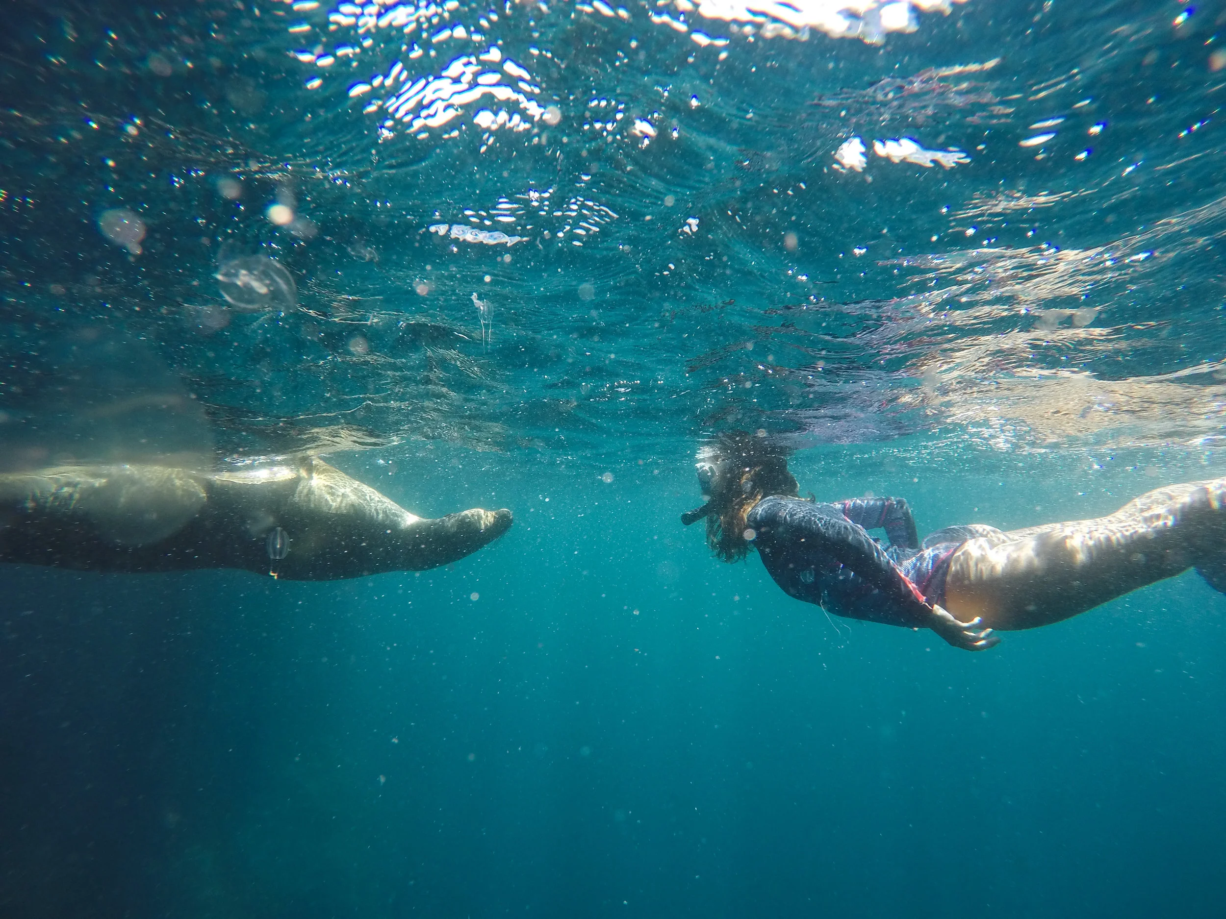 Galápagos