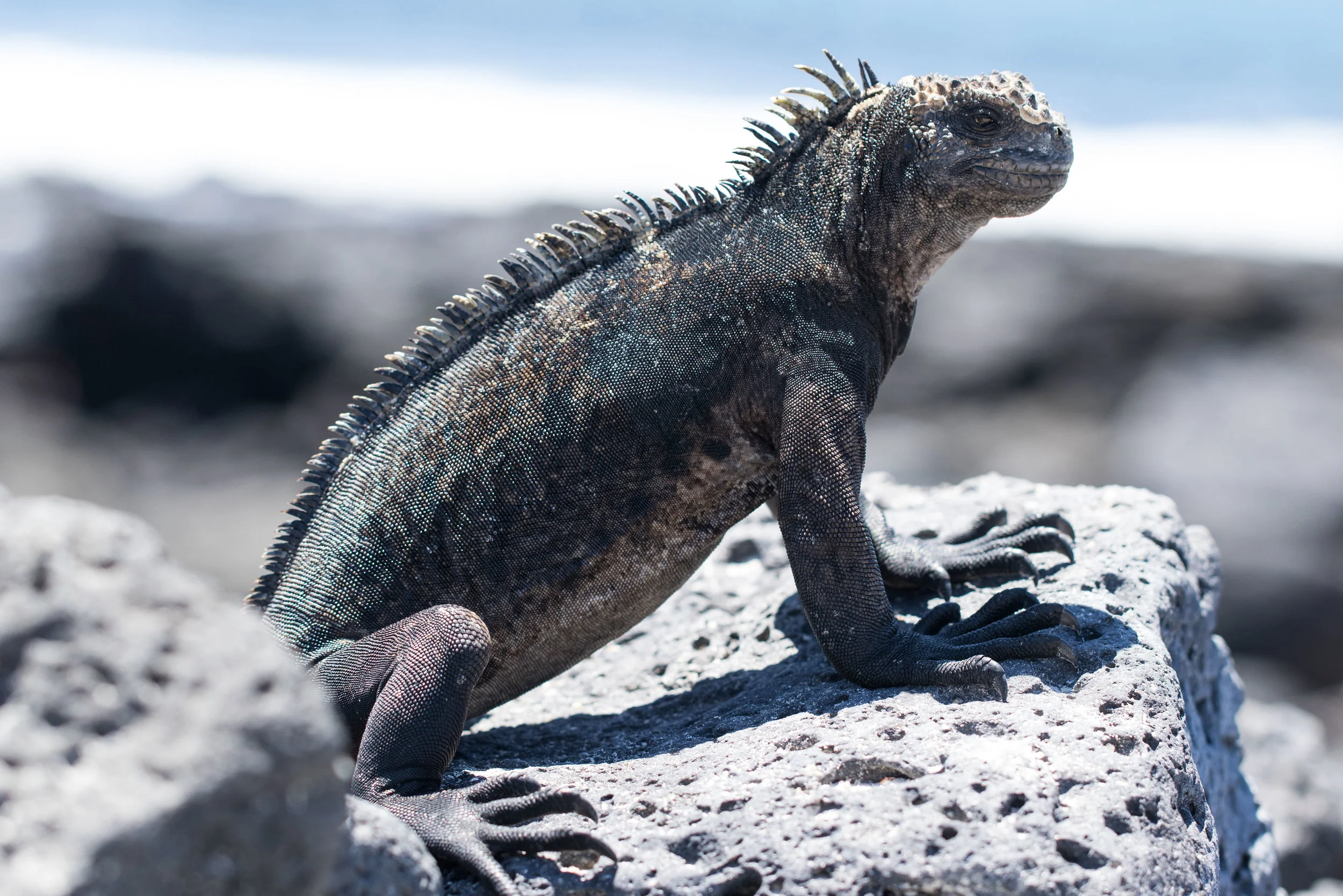 Iguanas, animais predominantes em Santa Cruz. Foi uma das responsáveis pela percepção de Darwin a respeito da Teoria da Evolução, uma vez que em Galápagos é o único local onde as iguanas nadam, pois tiveram que se adaptar para buscar alimentos.