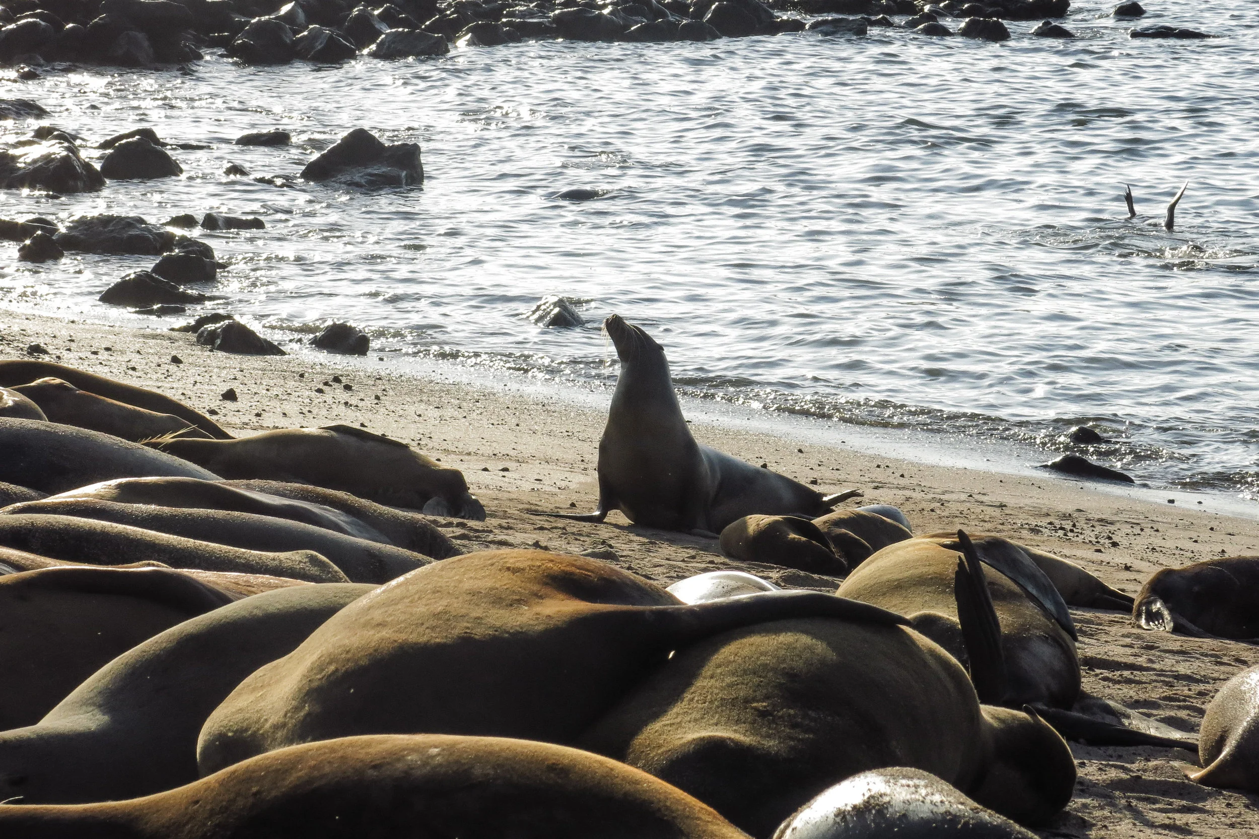  Milhões de lobos marinhos na entrada de San Cristóbal!&nbsp; 