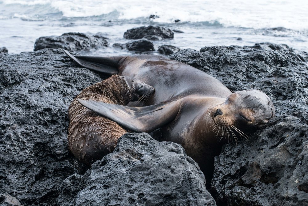 Galápagos-02757.jpg