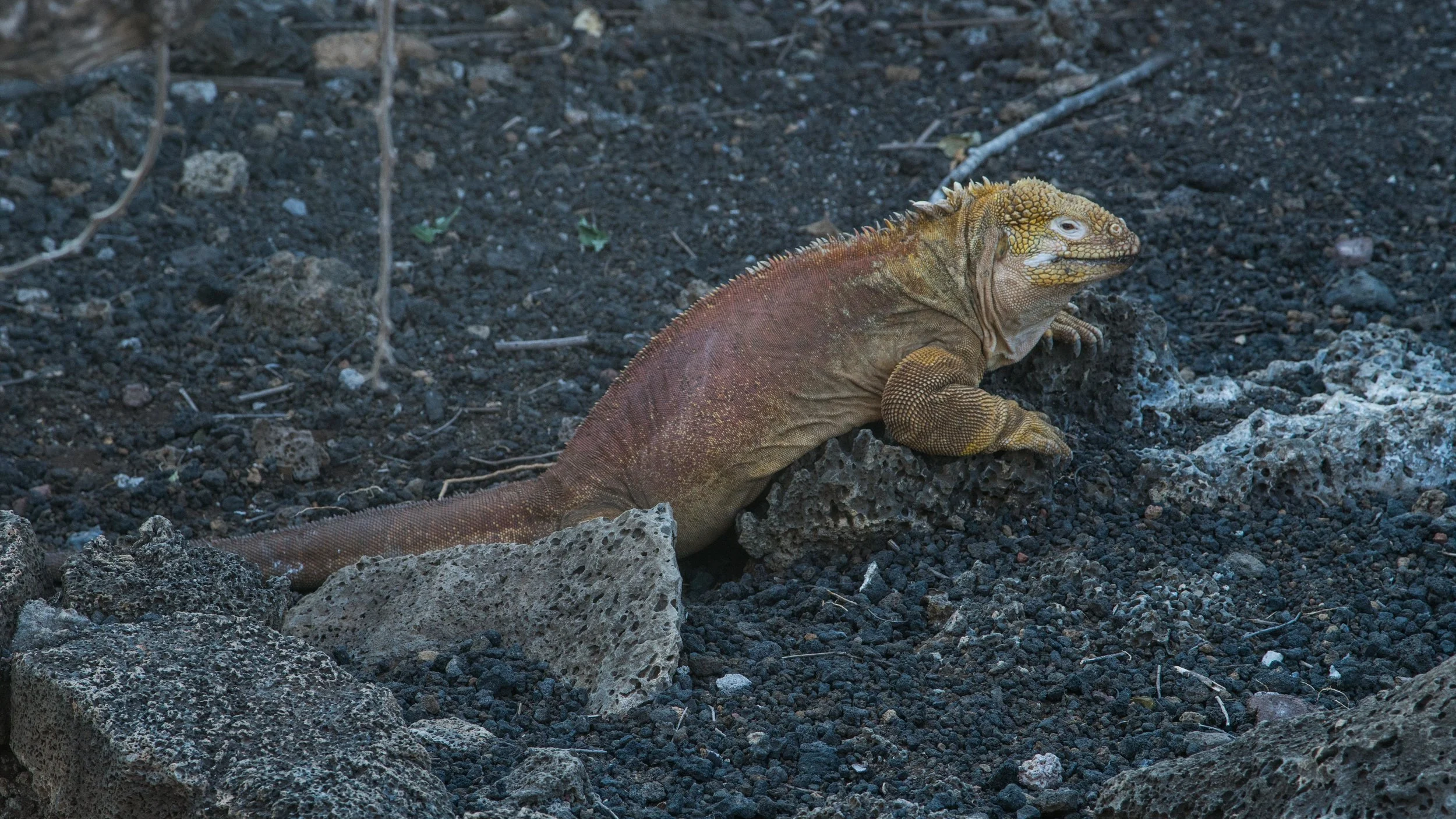 Iguana albina no Centro de Charles Darwin.