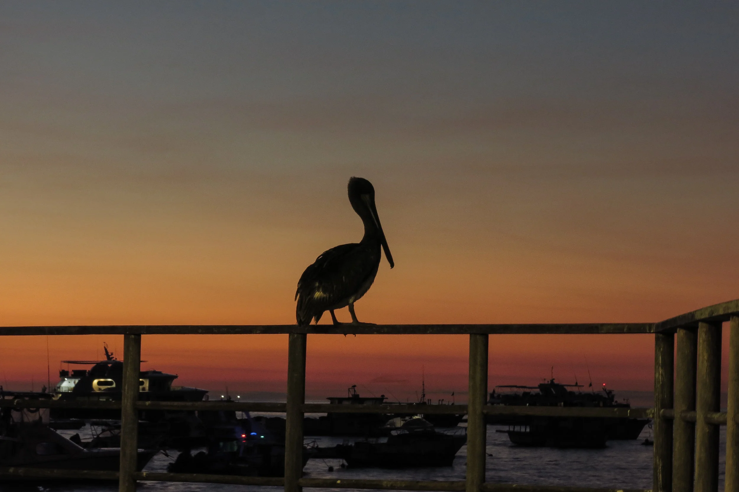 Galápagos-0307.jpg