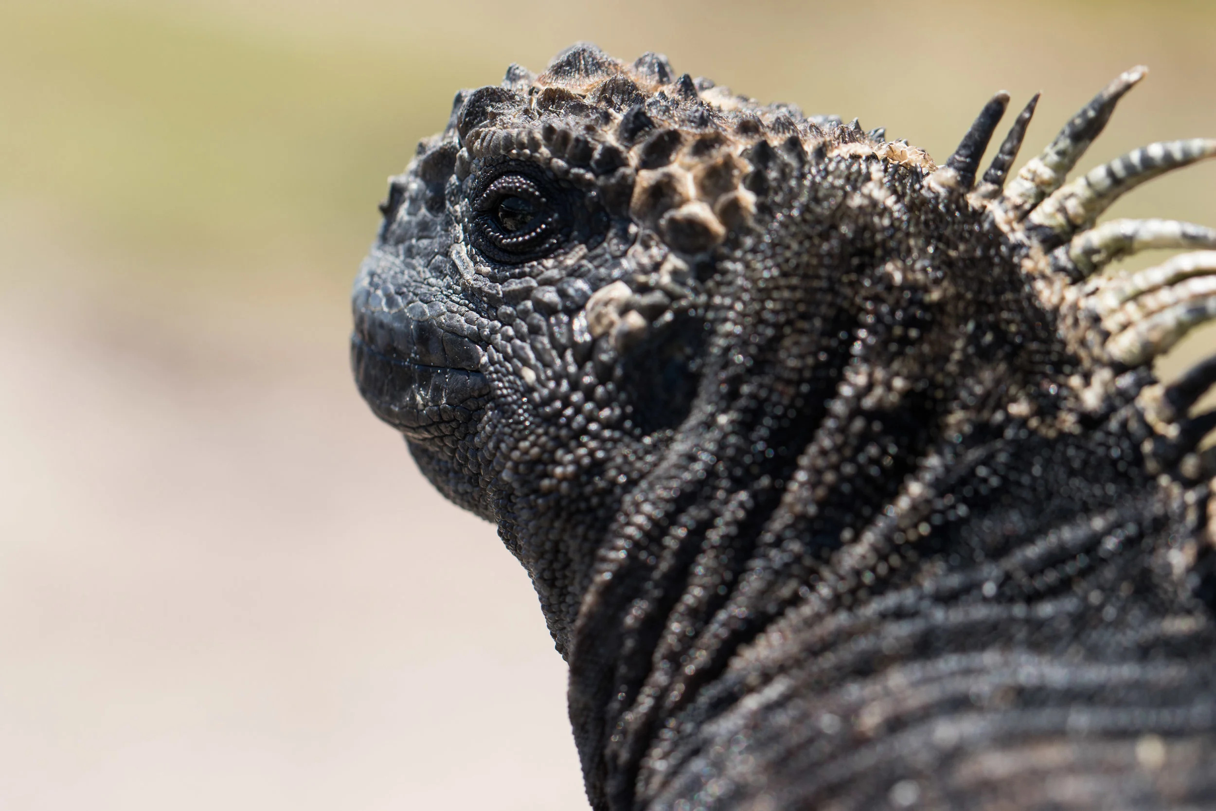 Galápagos-7930.jpg
