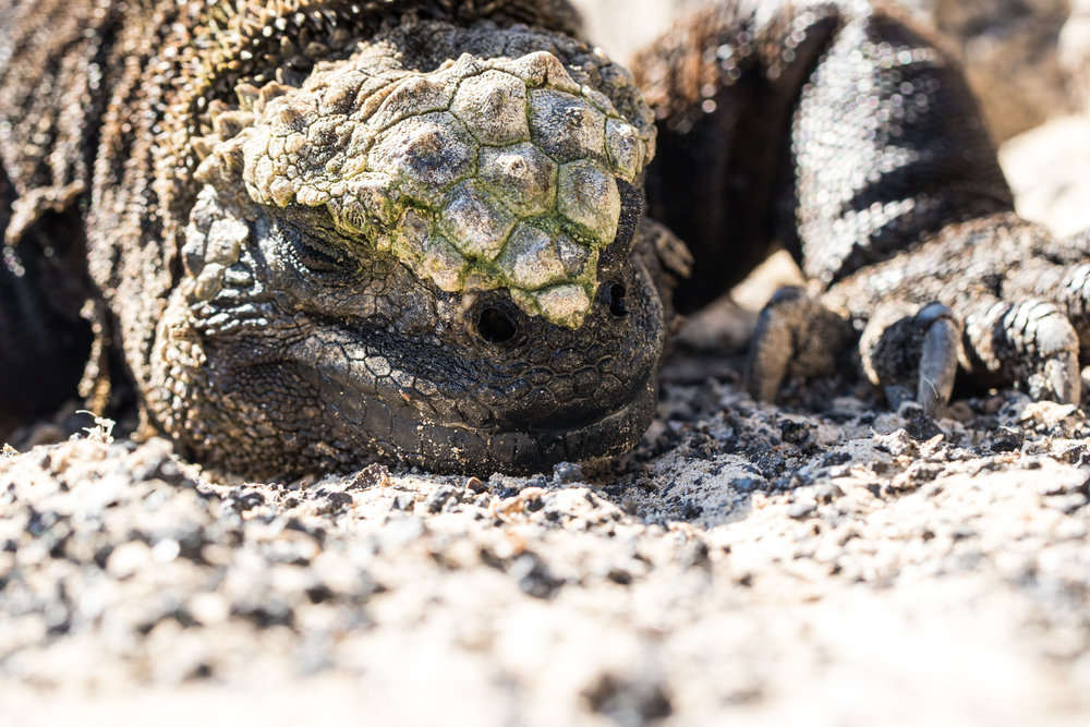 Galápagos-8519.jpg