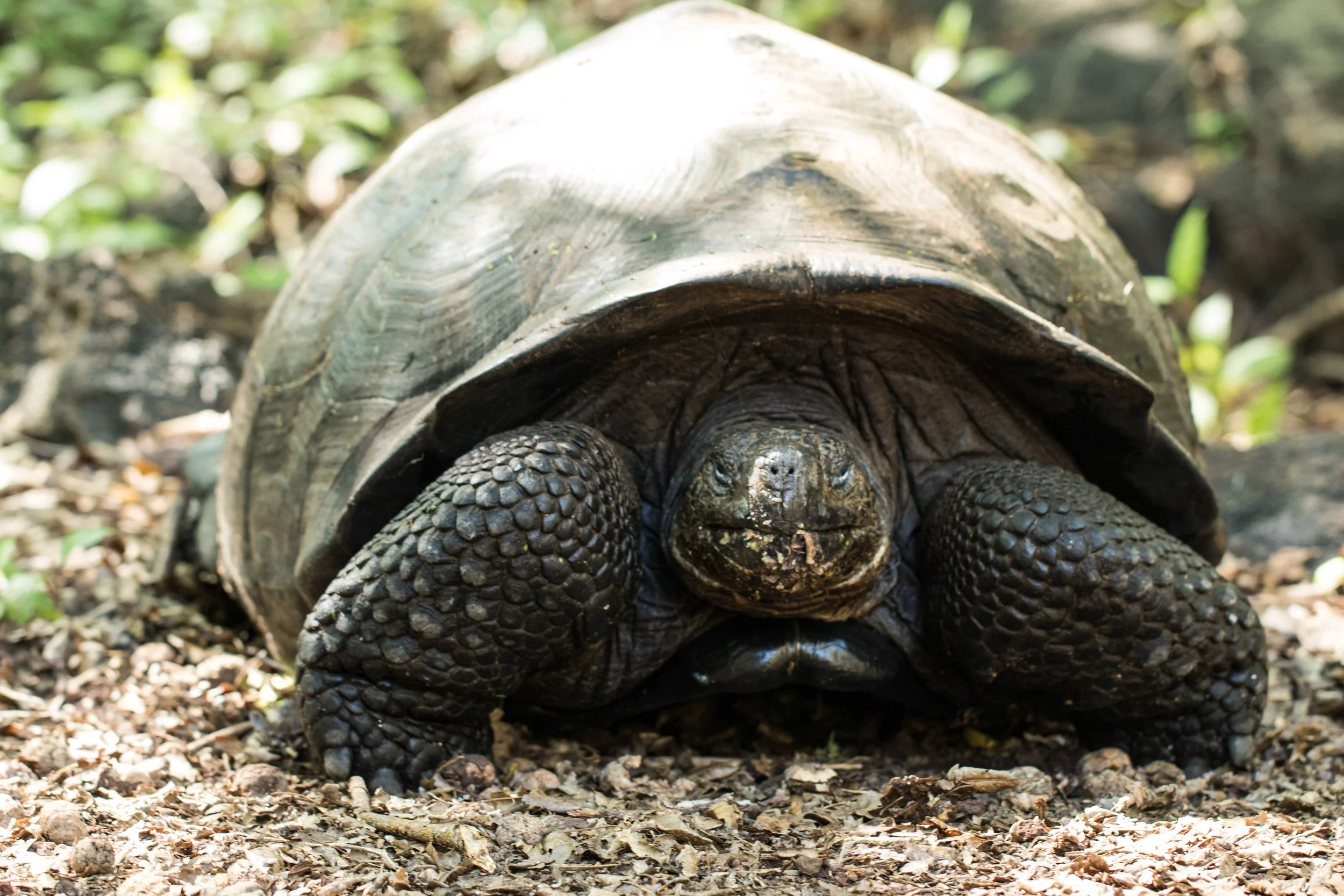 Galápagos-8581.jpg