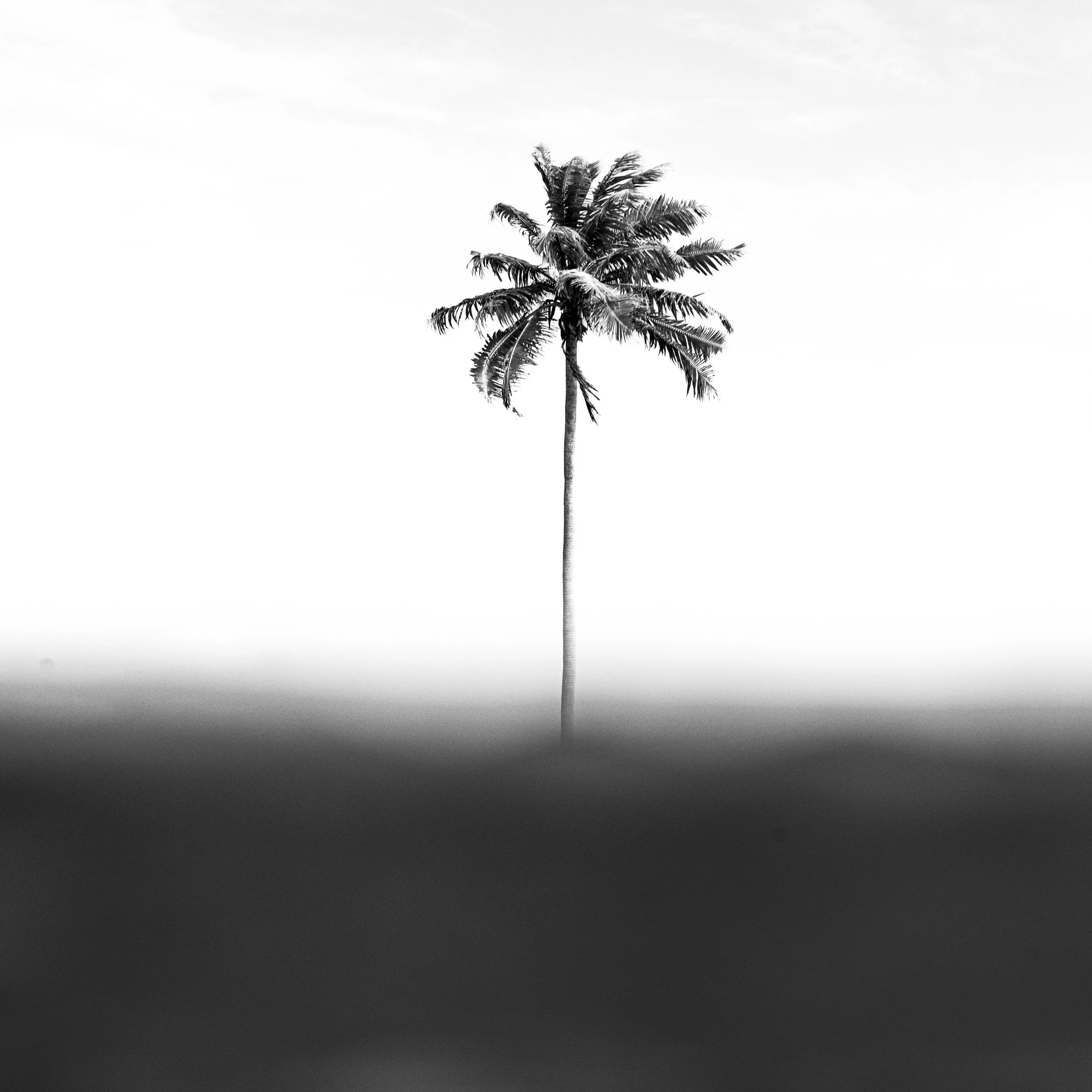 2020-02-08 - Fakarava - 4846-2-2.jpg
