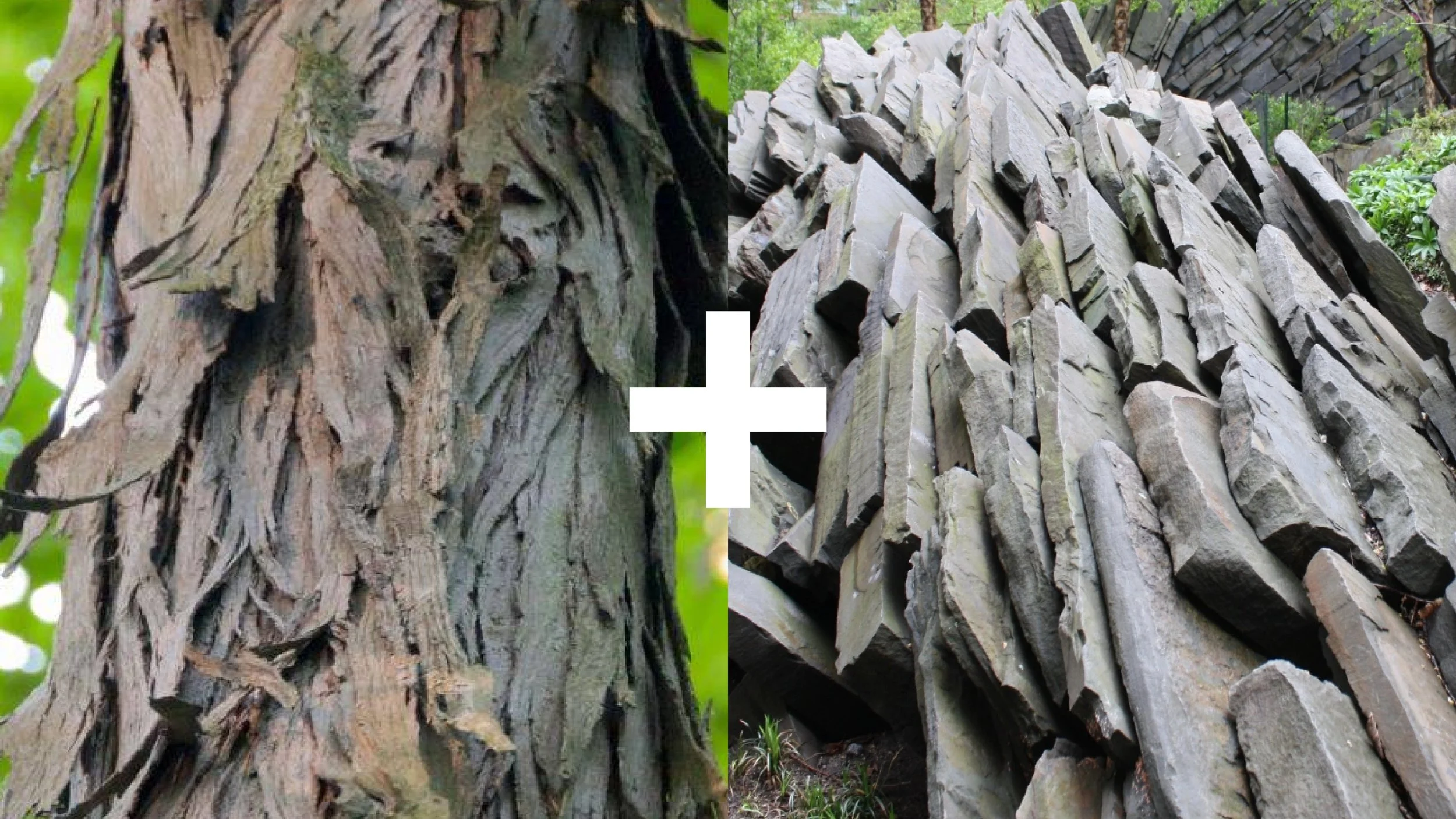 stone+tree.jpg