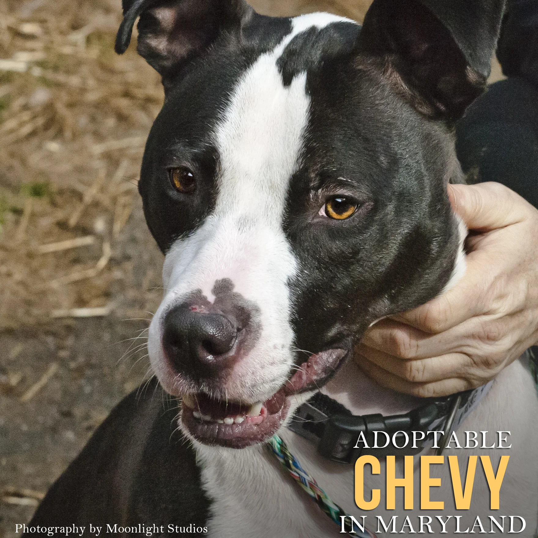 chevy2.jpg