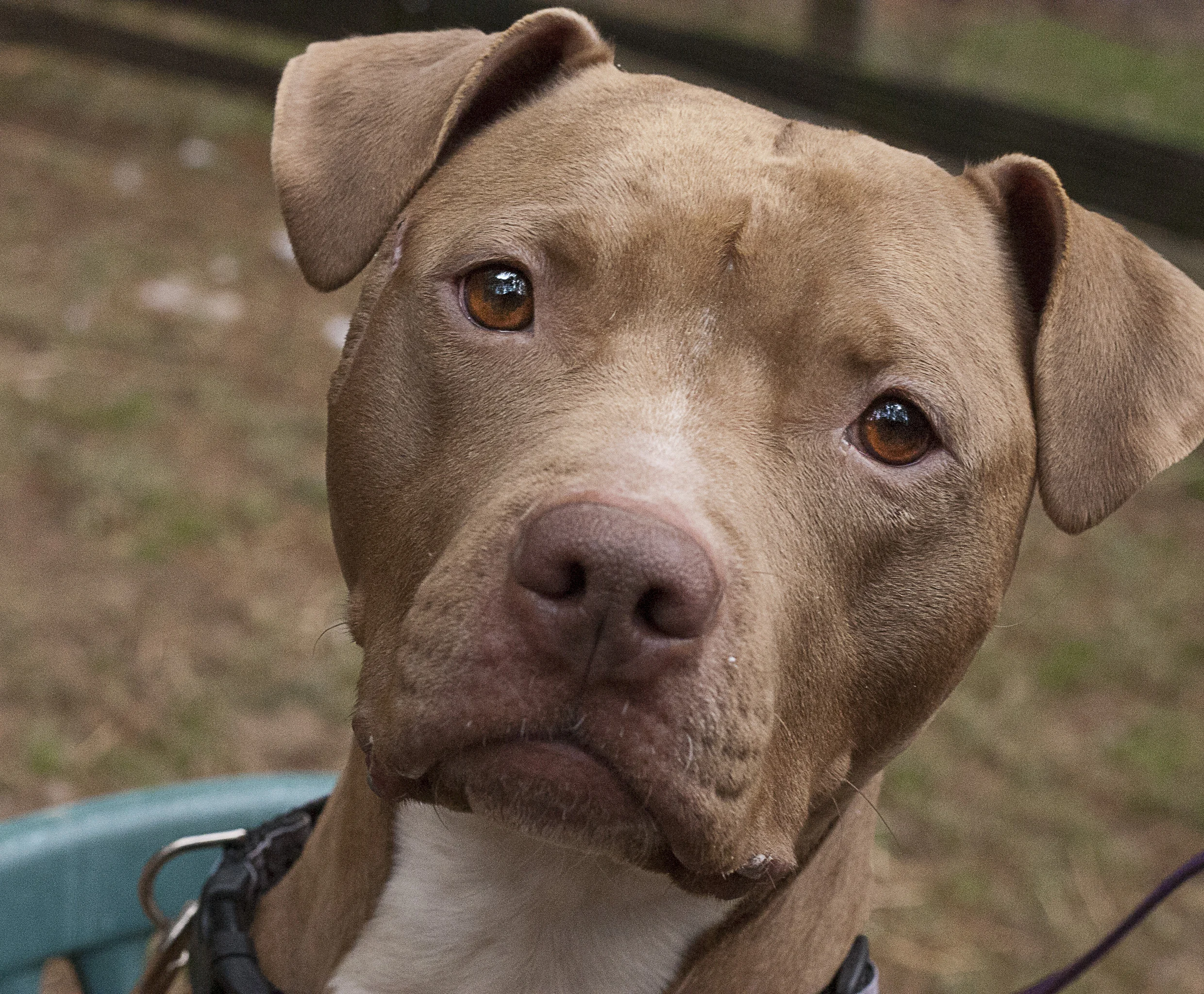 Pet Valu Adoption Day!