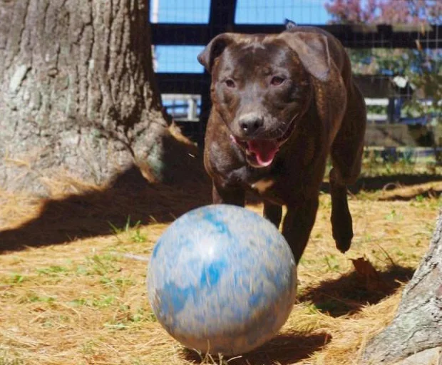 Pet Valu: National Adoption Weekend