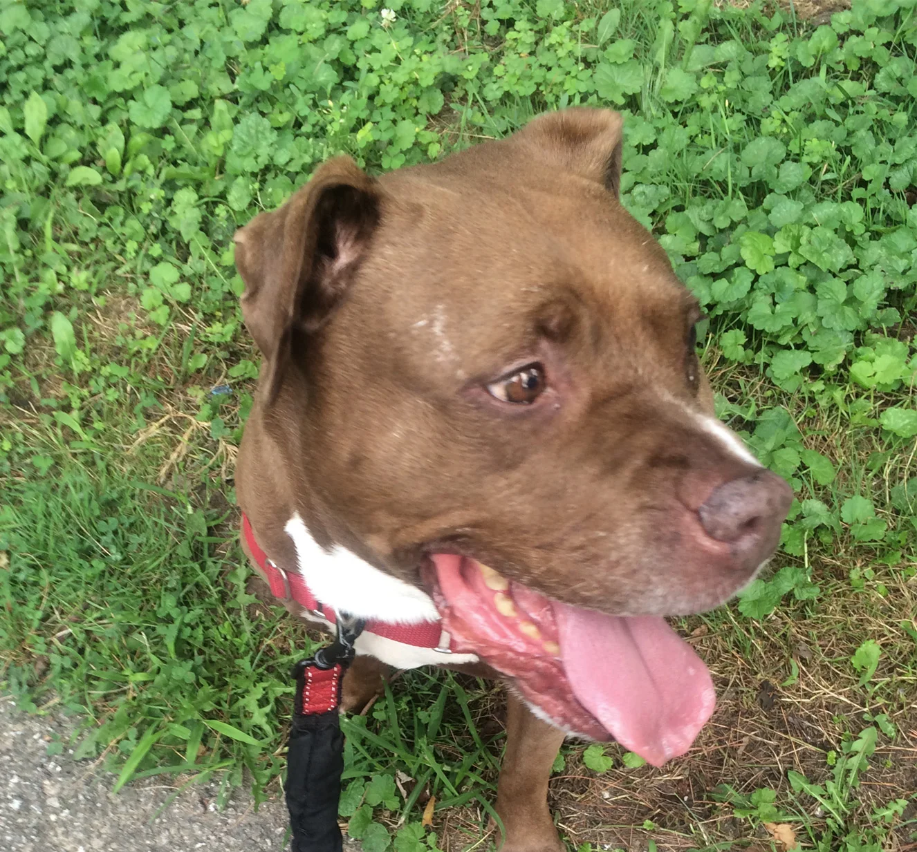 Pet Valu Adoption Event