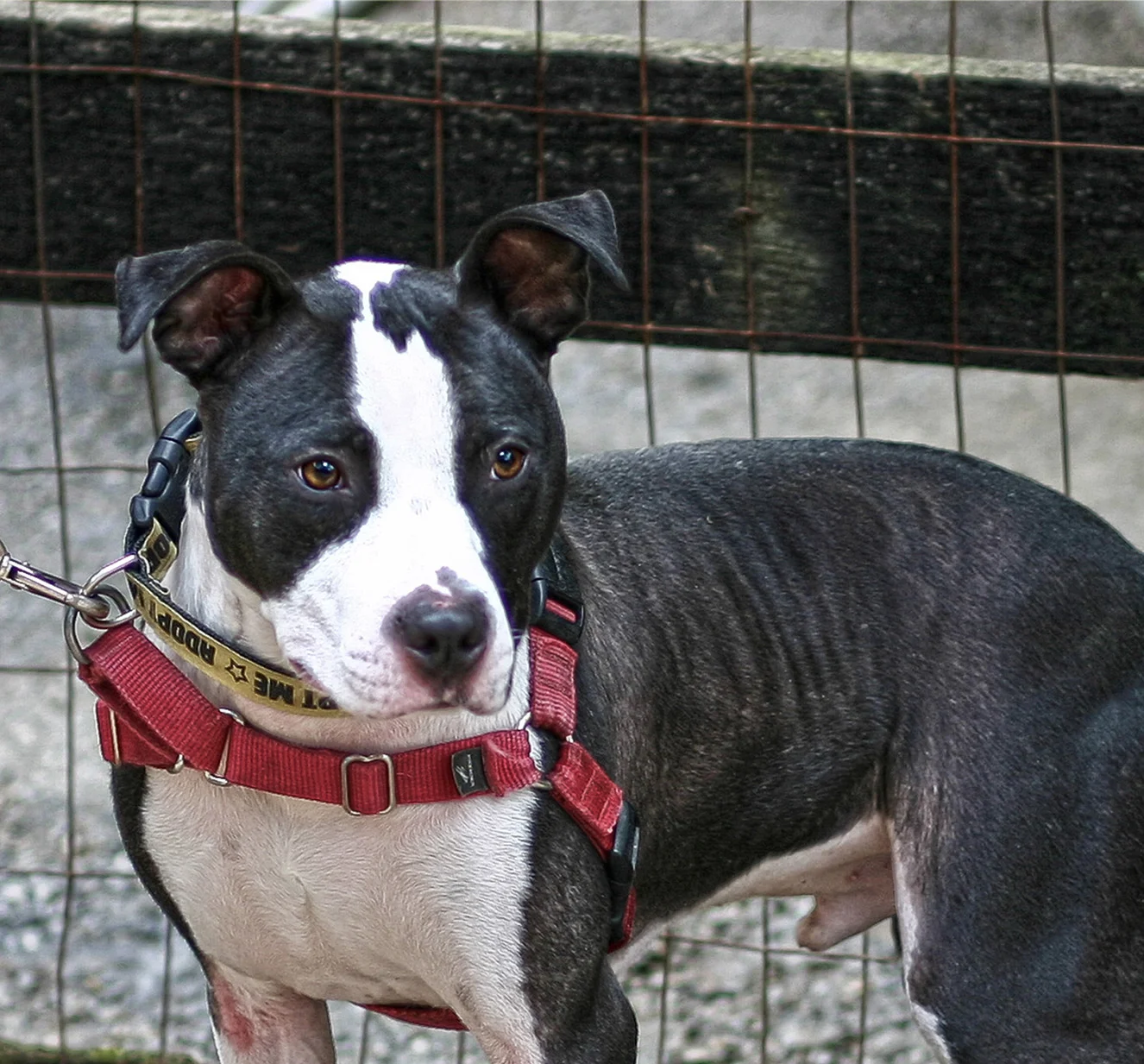 Pet Valu Adoption Event